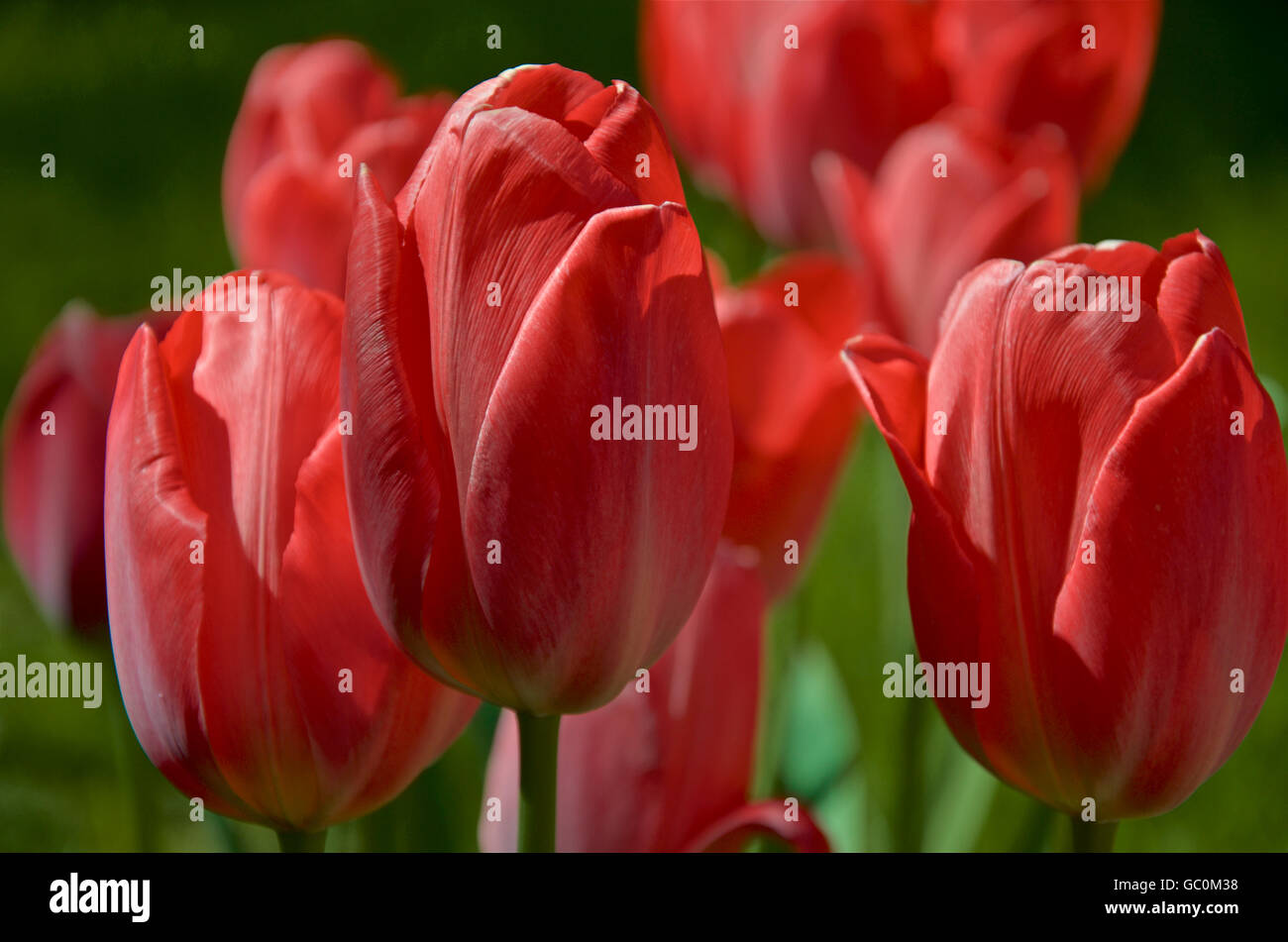 Impressione rosso tulipani in fiore Foto Stock