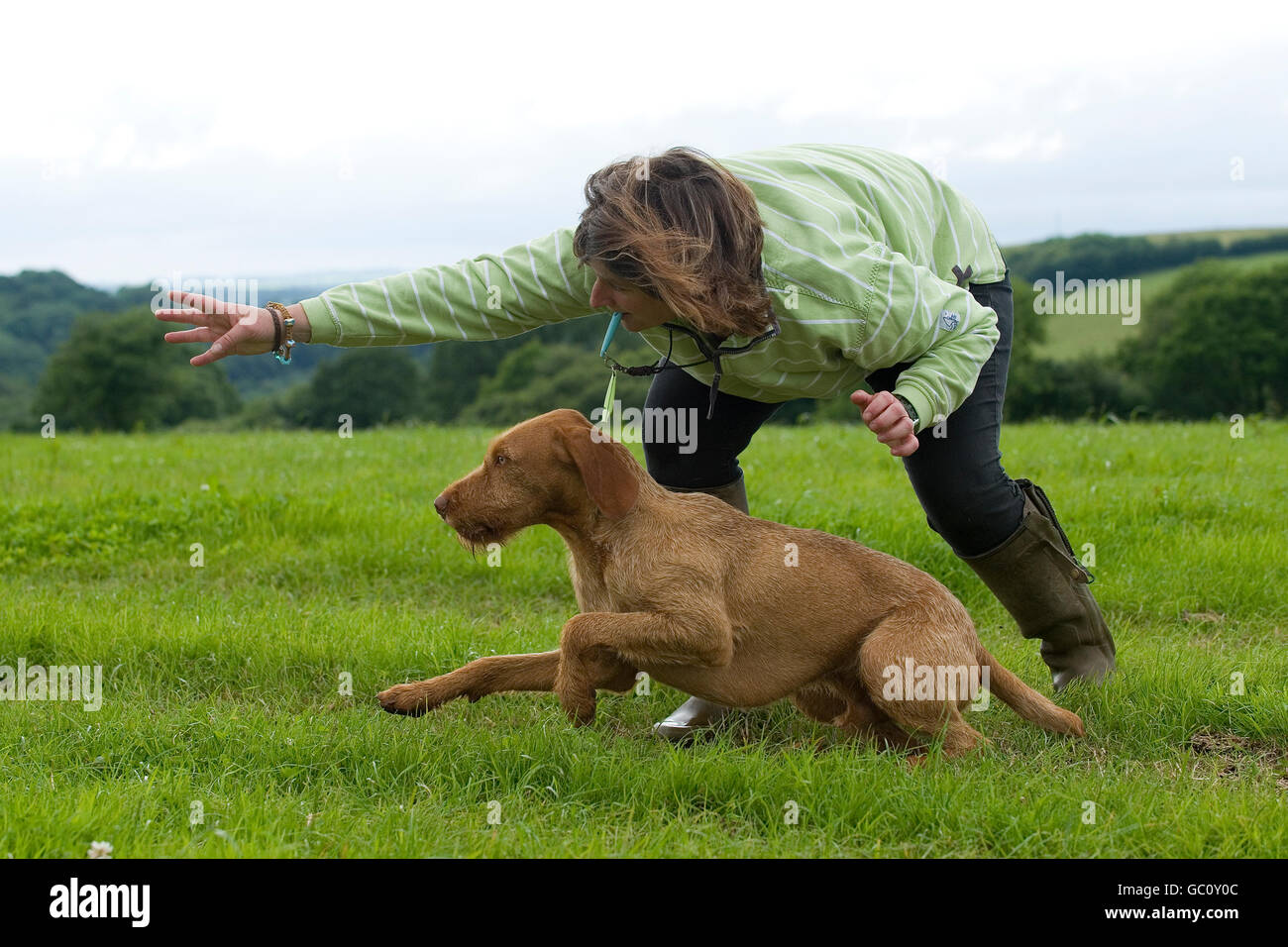 Persona di inviare il loro cane (ungherese vizsla wirehaired) per recuperare un manichino Foto Stock Persona di inviare il loro cane (ungherese vizsla wirehaired) per recuperare un manichino Foto Stock