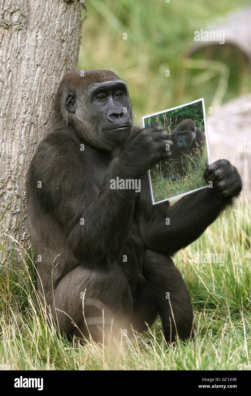 Mjikuu, una delle tre gorilla femminili dello zoo di Londra, guarda una foto di Yeboah, un gorilla maschile di 12 anni, che si unirà a loro dallo zoo la Boissiere Du Dore, in Francia, più avanti quest'anno. Foto Stock