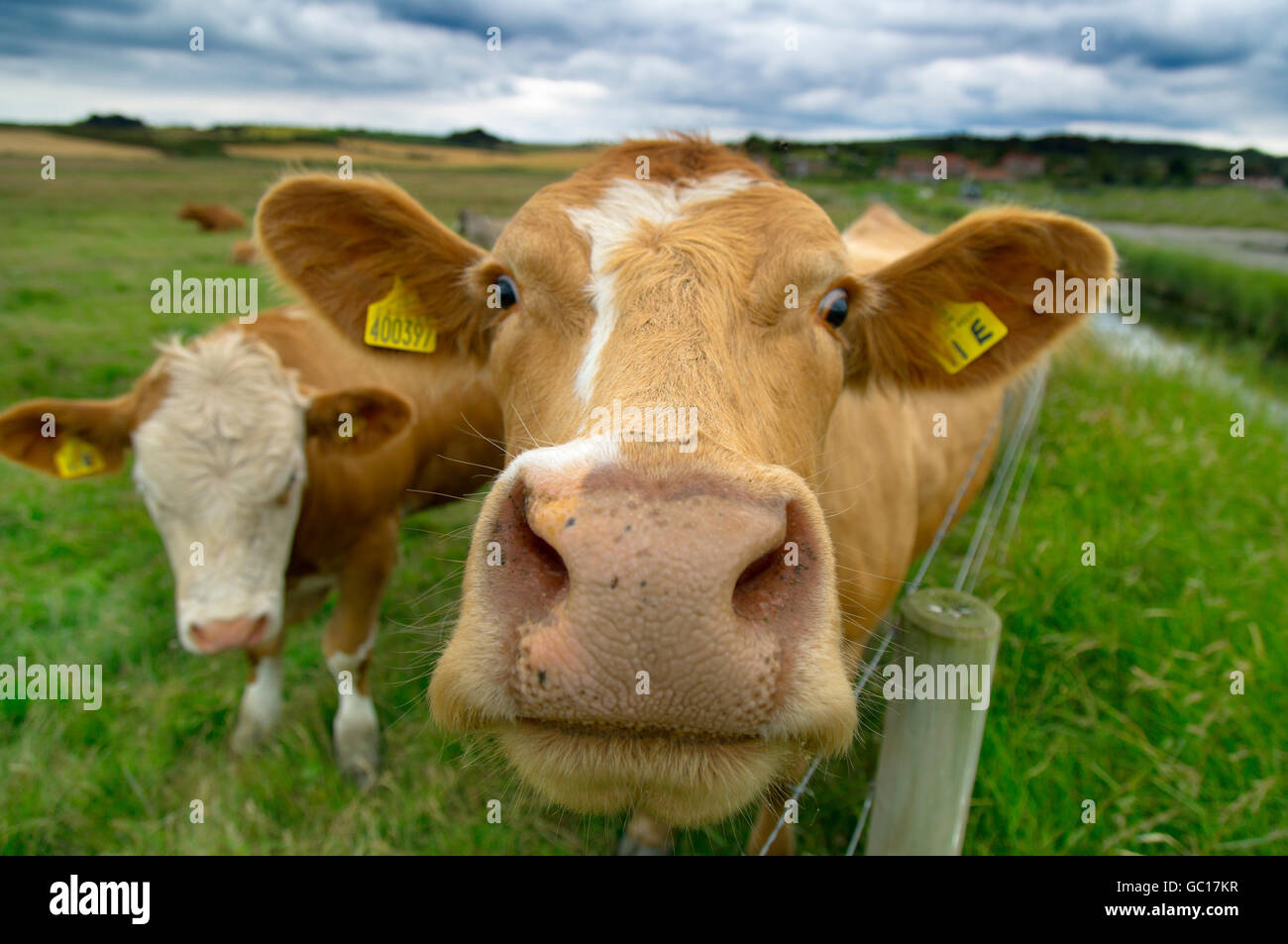 Curioso mucca controlla il fotografo in paludi di pascolo a Salthouse Norfolk Foto Stock