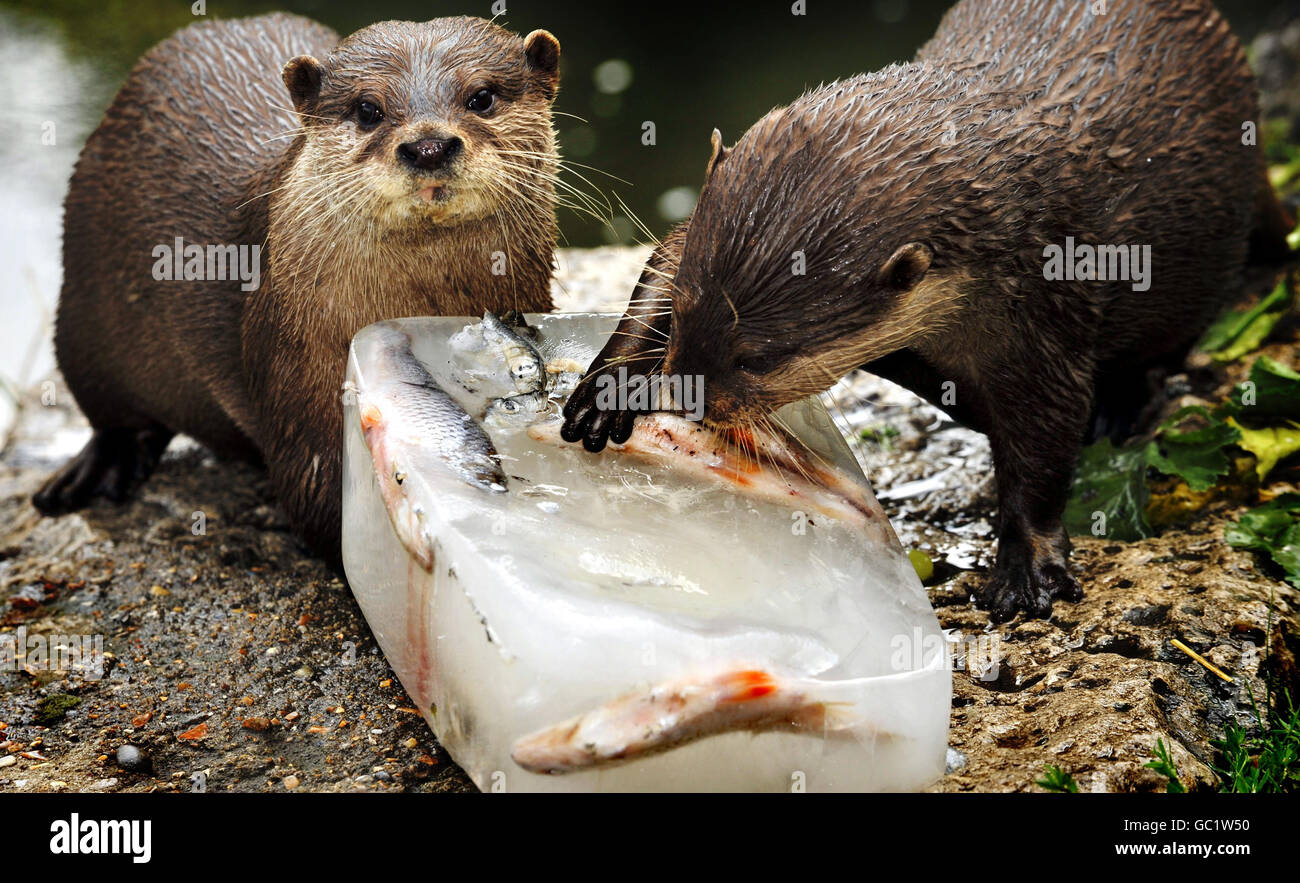 Mentre l'onda di calore inizia a Londra lontre Slate e Shale si mantiene fresco con un ghiaccio di pesce ghiacciato lolly in Battersea Park Children's Zoo. Foto Stock