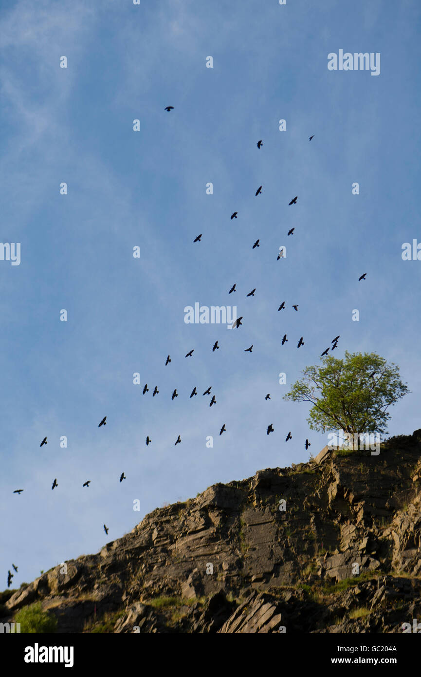 Un omicidio di corvi - uno stormo di uccelli volare intorno a un albero solitario in cima a una scogliera Foto Stock
