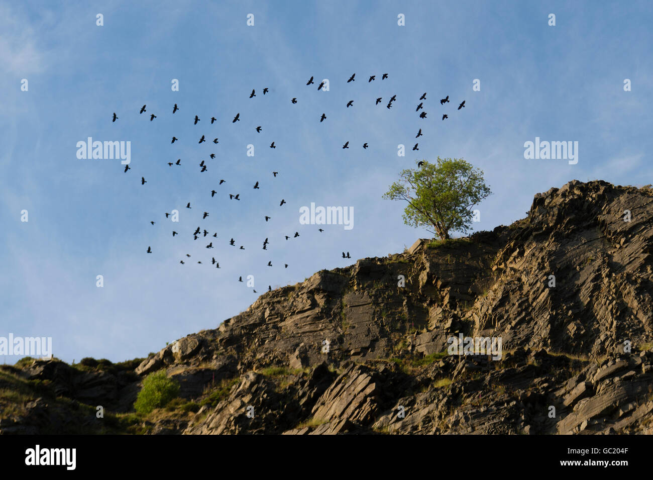 Un omicidio di corvi - un gregge di corvi battenti intorno a un albero solitario in cima a una scogliera Foto Stock