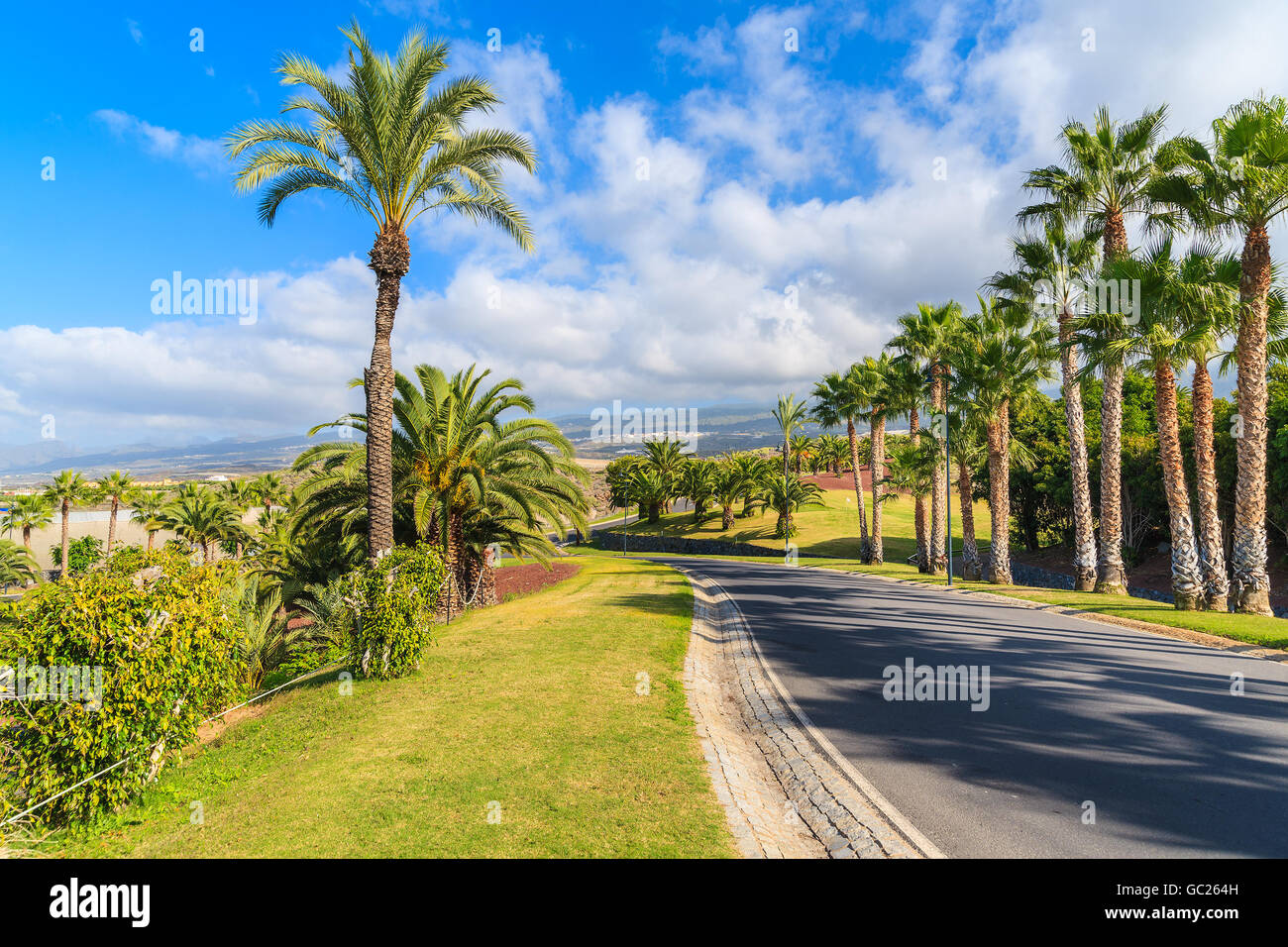 Palme lungo una strada nel paesaggio tropicale di Tenerife, Isole Canarie, Spagna Foto Stock