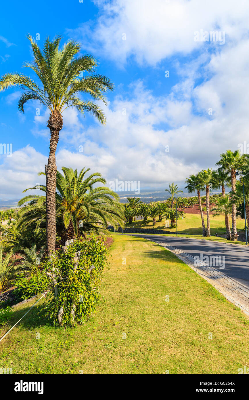 Palme lungo una strada nel paesaggio tropicale di Tenerife, Isole Canarie, Spagna Foto Stock
