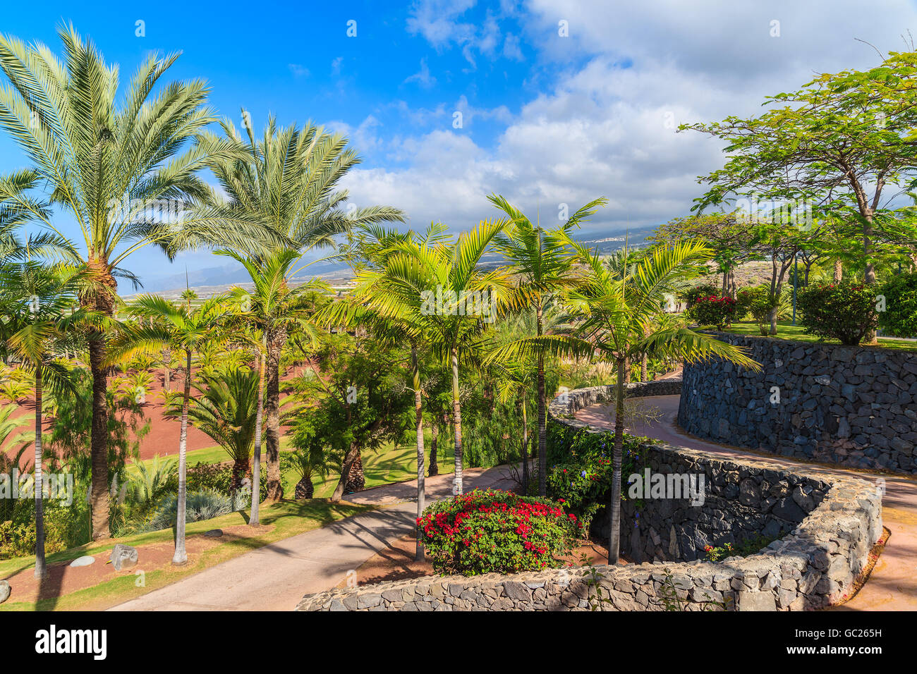 Le palme nel paesaggio tropicale di Tenerife, Isole Canarie, Spagna Foto Stock