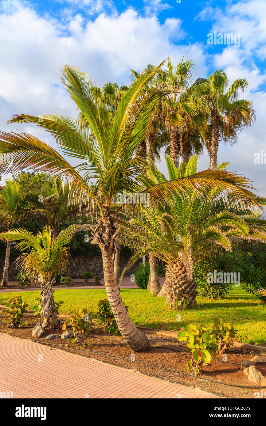 Esotica passeggiata costiera con le palme in Costa Adeje città di vacanze, Tenerife, Isole Canarie, Spagna Foto Stock