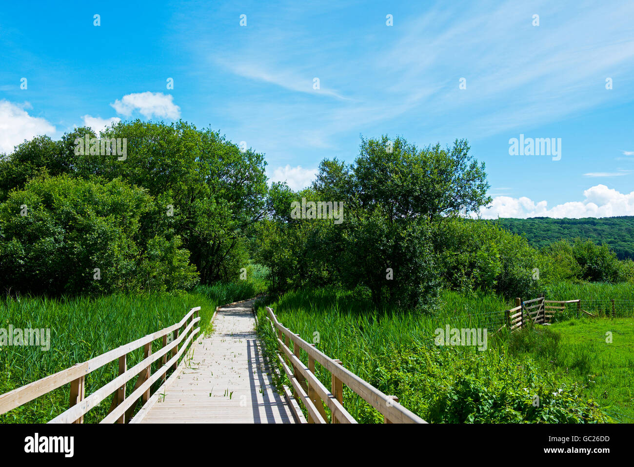 Leighton Moss, un RSPB riserva naturale vicino a Carnforth, Lancashire, Inghilterra, Regno Unito Foto Stock
