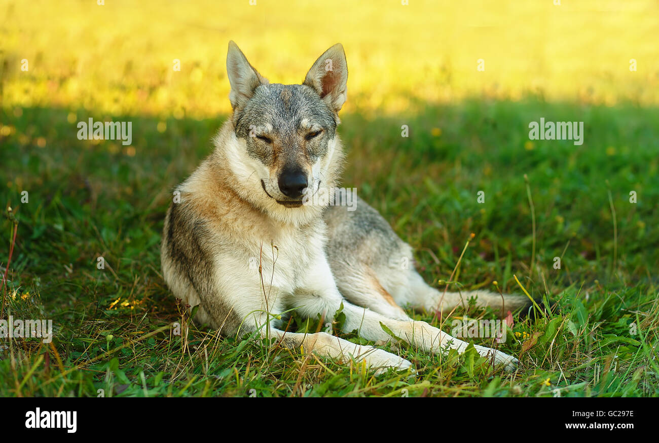 Addomesticazione cane lupo in appoggio rilassato su un prato. Pastore cecoslovacco. Foto Stock