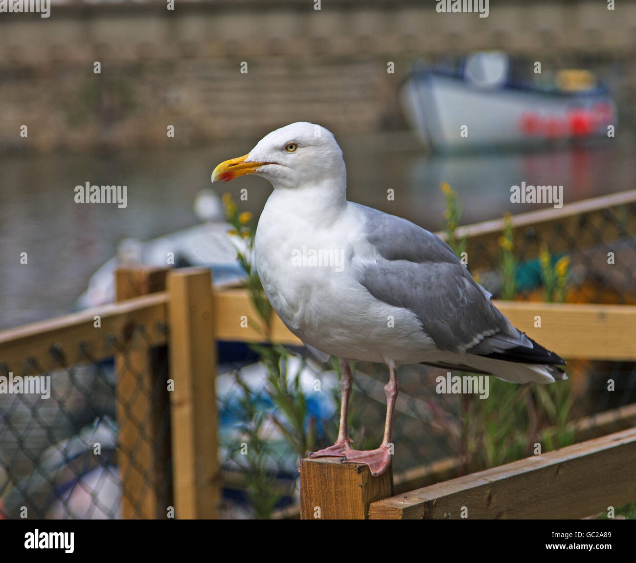 Un adulto Aringa Gabbiano appollaiato su un palo da recinzione in Staithes, North Yorkshire Foto Stock