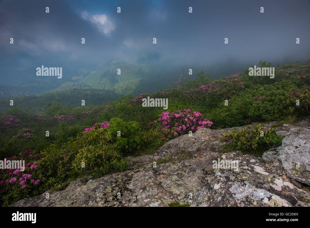 La nebbia nella valle sottostante costone erboso durante la fioritura di rododendro Foto Stock