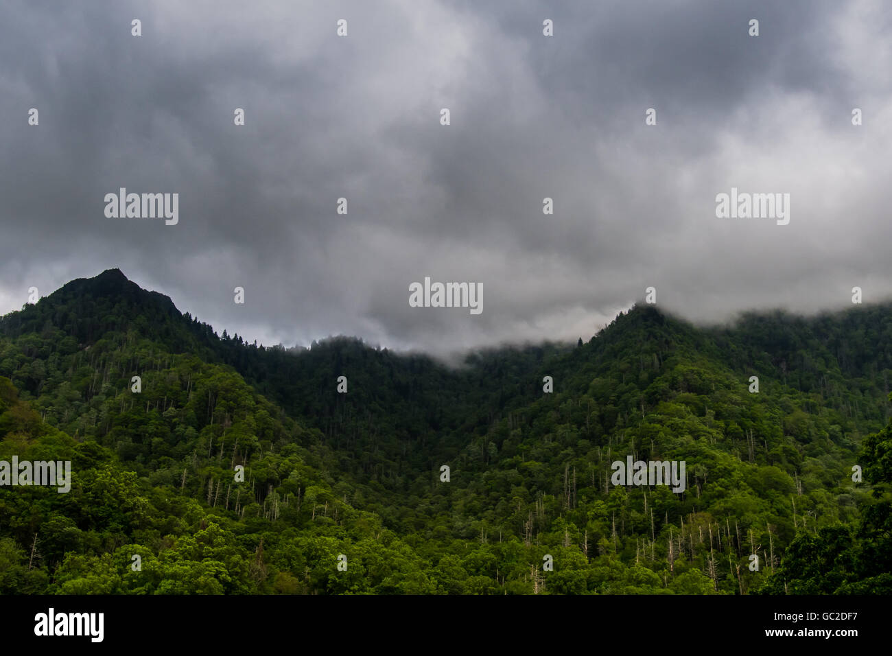 La nebbia si muove in su sulle montagne Smokies a inizio estate Foto Stock