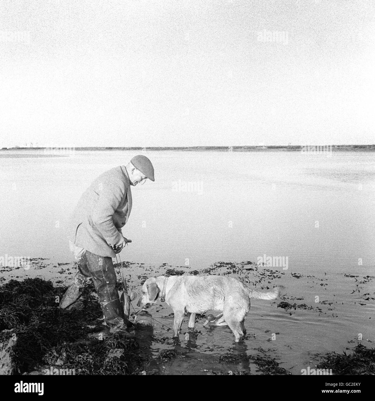 Dowser il cane che viene ingannato dalle anatre decoy e cerca di recuperarli, durante una caccia all'anatra sull'Isola di Grain. Foto Stock