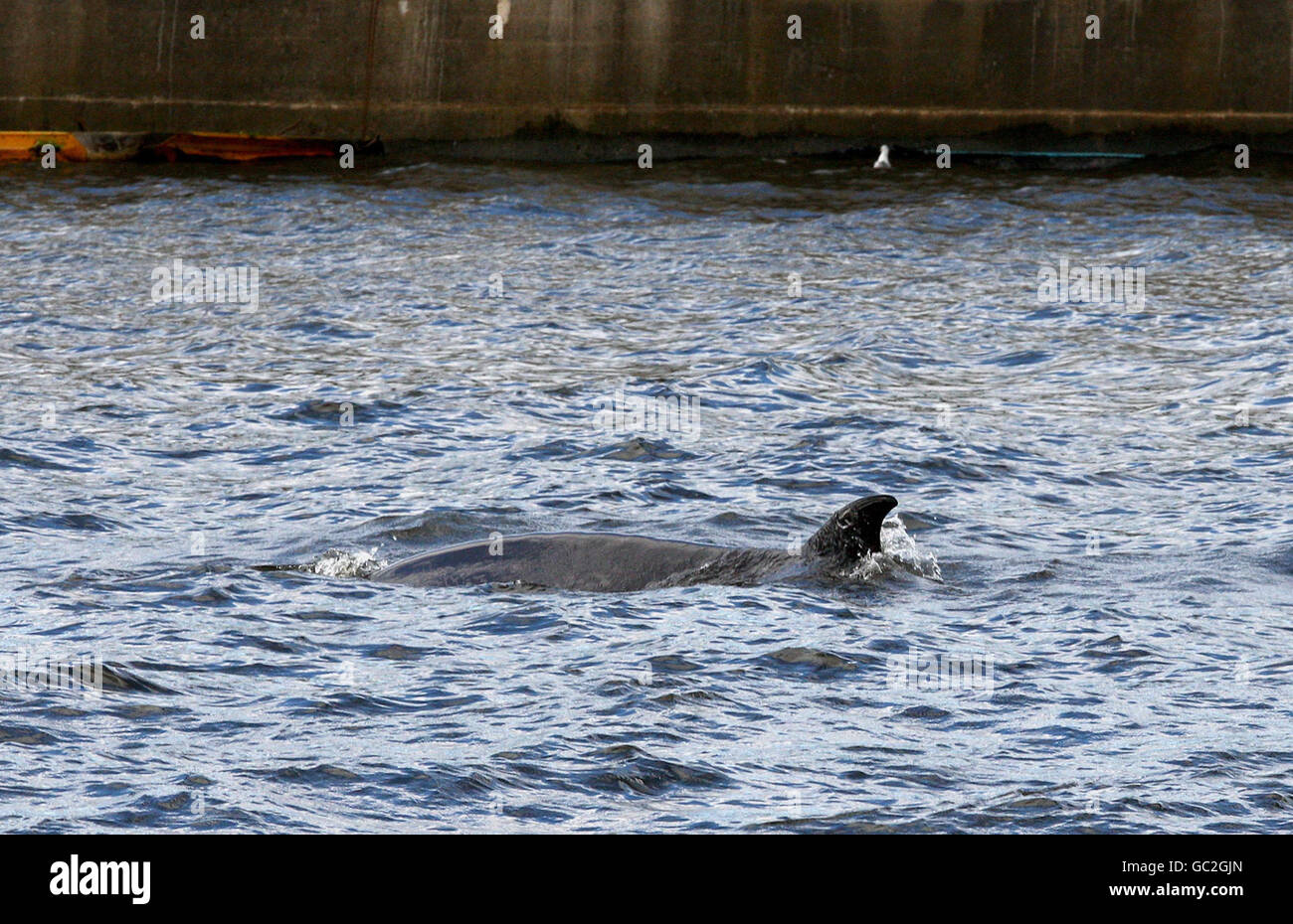 Una balena del Northern Bottlenose che nuota nel fiume Clyde a Glasgow come operazione di salvataggio è lanciata per aiutare la creatura bloccata. Foto Stock