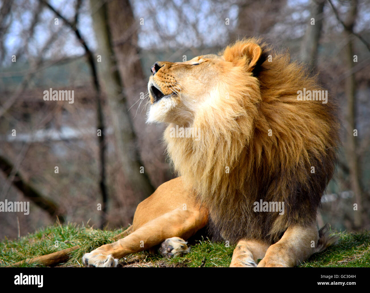 Leone allo zoo Foto Stock