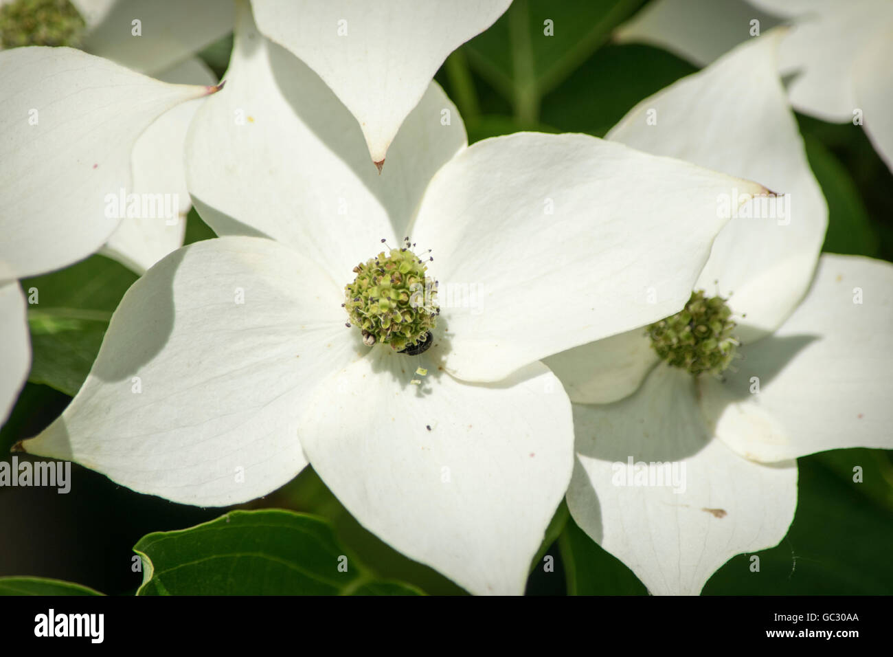 Fiore bianco in East Lansing, Michigan Foto Stock