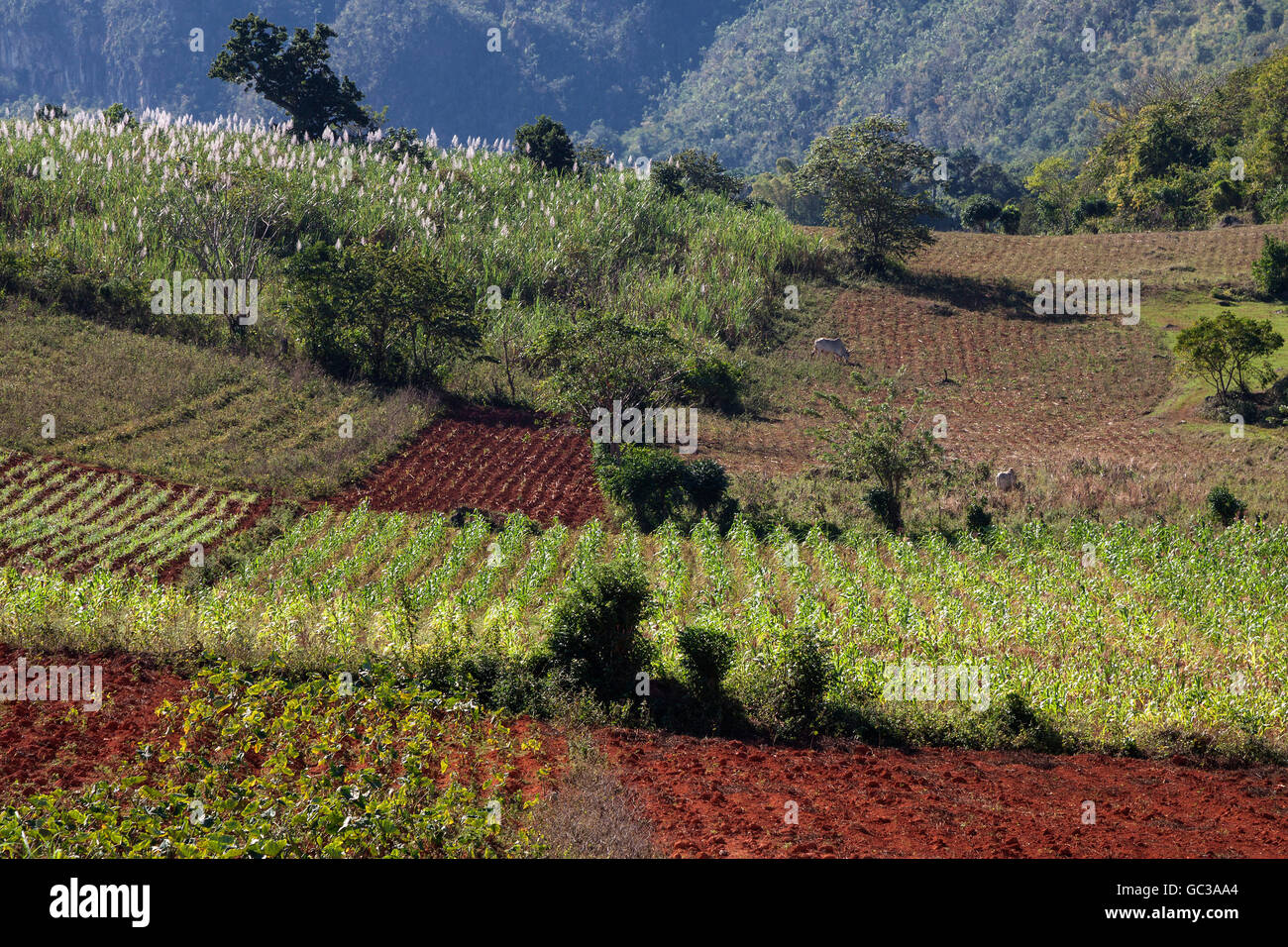 Il paesaggio della zona agricola, nei dintorni di Viñales, Valle di Viñales, Pinar del Río Provincia, Cuba Foto Stock