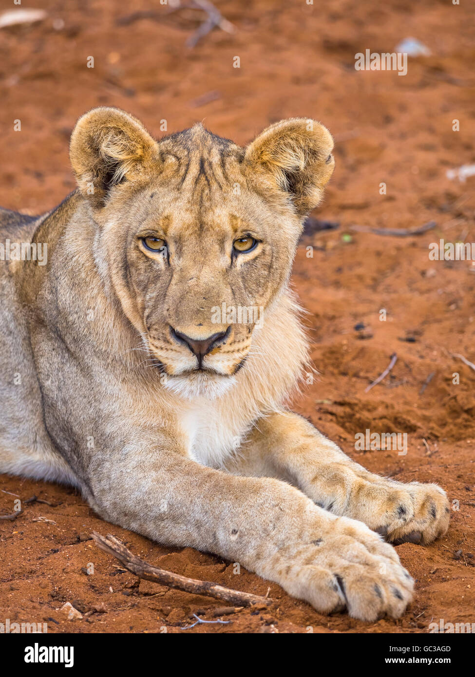Giovane Leonessa (Panthera leo) giacente su terra rossa, Okaukuejo, il Parco Nazionale di Etosha, Namibia Foto Stock