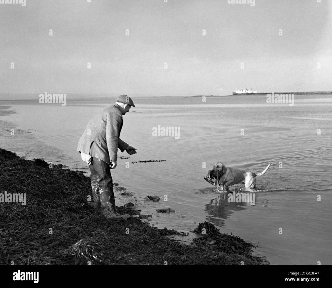 Dowser il cane che recupera il pescato durante una riunione di tiro dell'anatra sull'Isola di Grain nell'estuario del Tamigi. Foto Stock
