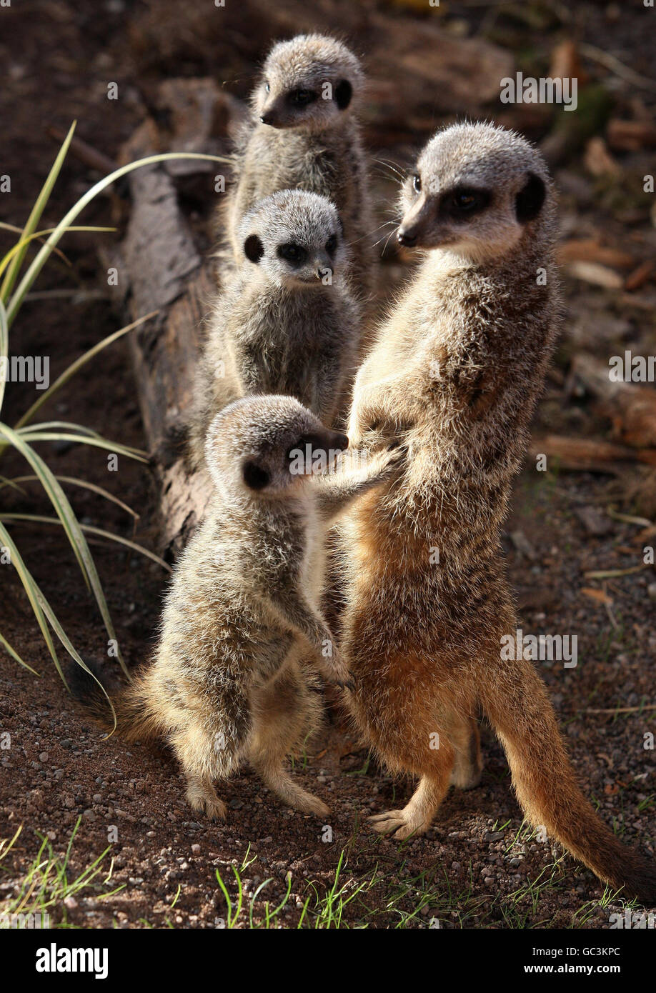 Baby Meerkats al Blair Drummond Safari Park. Tre piccoli Meerkats con il loro papà al Blair Drummond Safari Park vicino Stirling in Scozia. Foto Stock