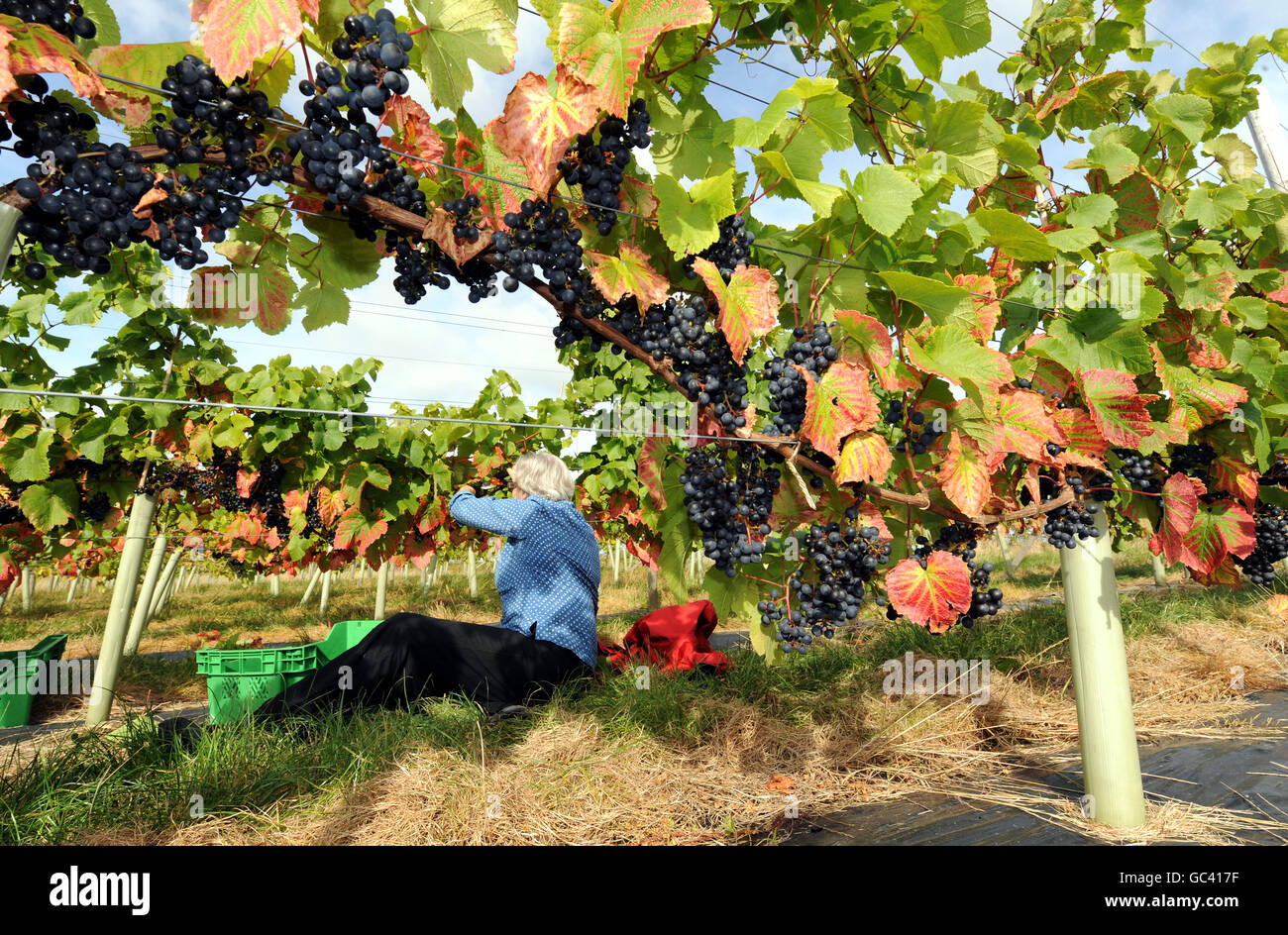 I raccoglitori raccolgono le uve al Ryedale Vineyard di Westow, vicino a York. Stuart Smith, il produttore commerciale più a nord dell'Inghilterra, ha dichiarato di sperare di produrre 3,000 bottiglie di vino bianco e rosato quest'anno rispetto alle 450 dell'anno scorso e di aumentare la produzione a 20,000 in cinque anni. Foto Stock