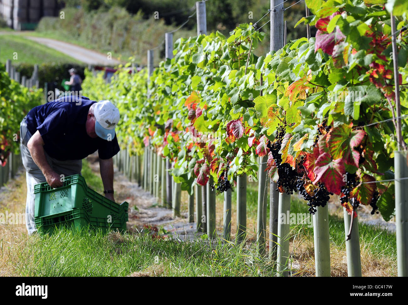 Le uve vengono raccolte presso il Ryedale Vineyard di Westow, vicino a York. Stuart Smith, il produttore commerciale più a nord dell'Inghilterra, ha dichiarato di sperare di produrre 3,000 bottiglie di vino bianco e rosato quest'anno rispetto alle 450 dell'anno scorso e di aumentare la produzione a 20,000 in cinque anni. Foto Stock