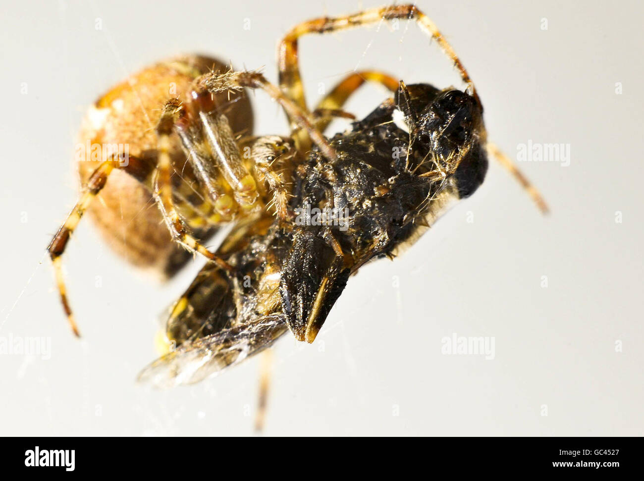 Ragno tessitore Orb. Un ragno tessitore di orb si nutre di una mosca di hover avvolta in seta. Foto Stock