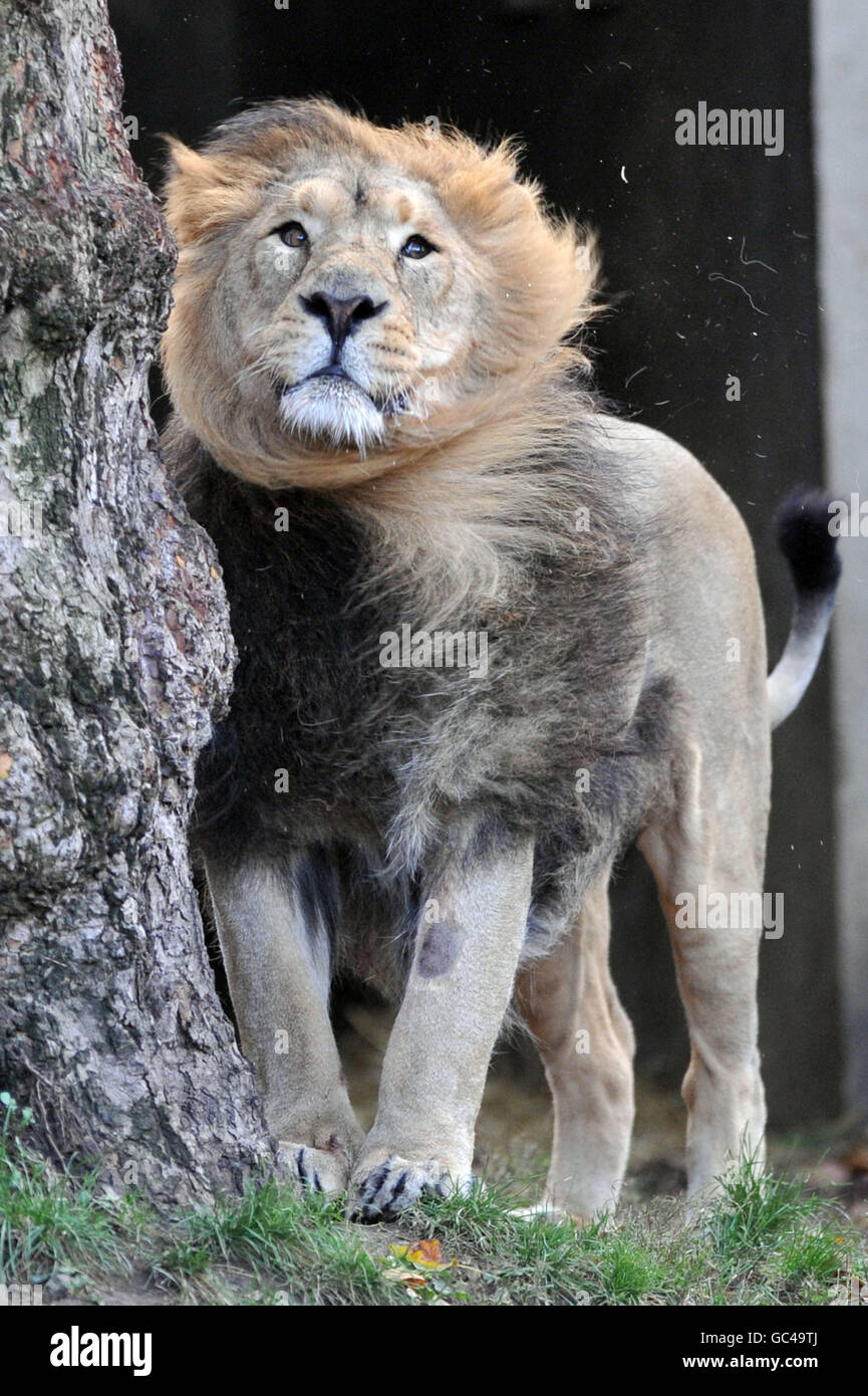 Lucifer, un leone asiatico, si graffia contro un albero nel suo recinto dello zoo di Londra Foto Stock
