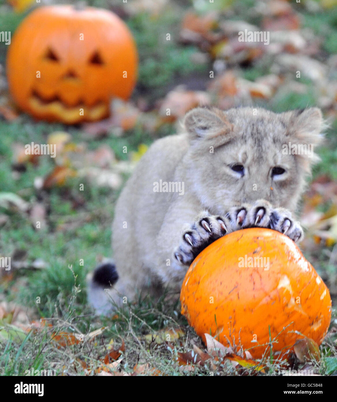Gabriel, un cucciolo di leone asiatico di tre mesi, gioca con una zucca nel suo recinto dello zoo di Londra. Foto Stock