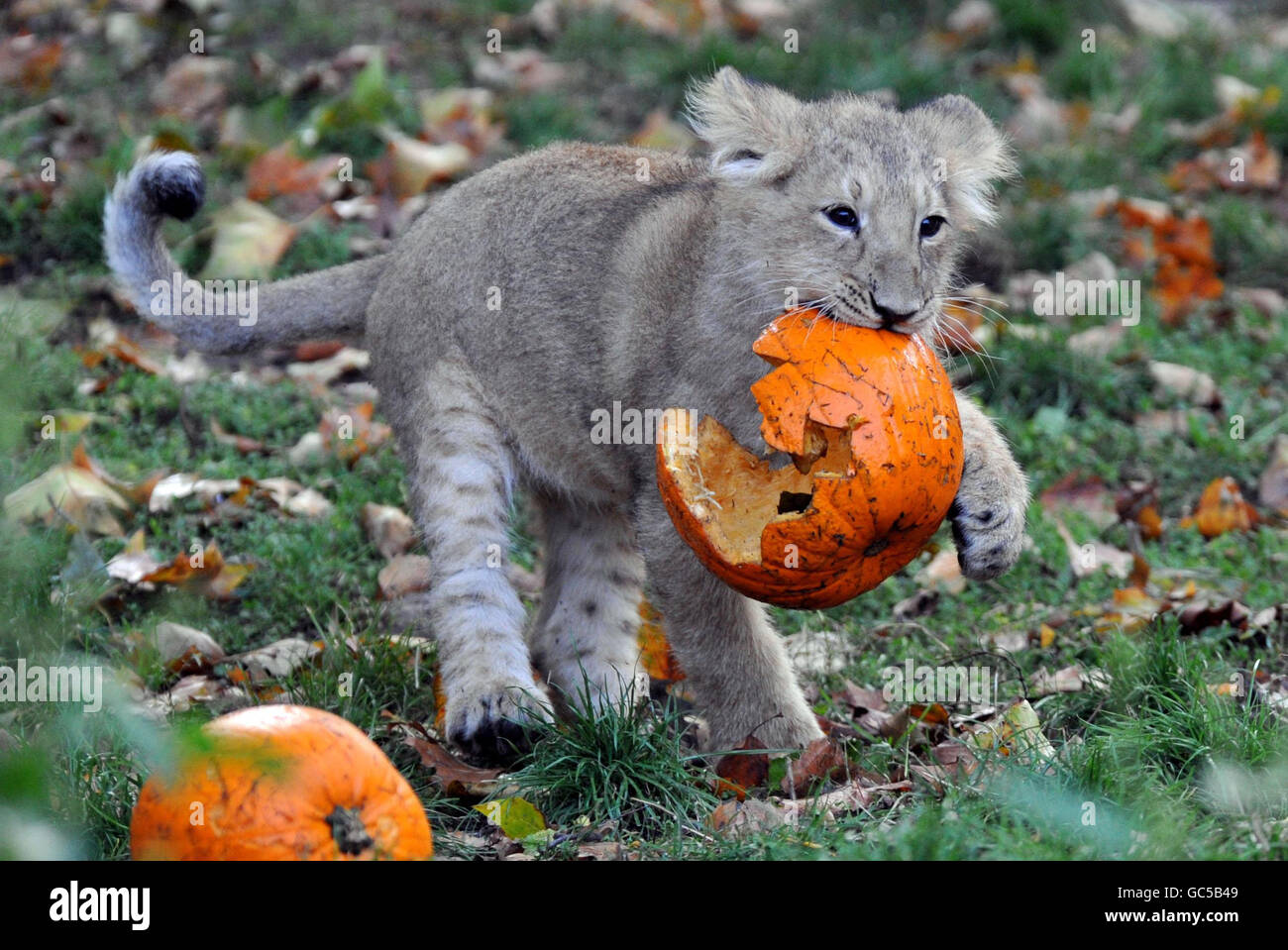 Gabriel, un cucciolo di leone asiatico di tre mesi, gioca con una zucca nel suo recinto dello zoo di Londra. Foto Stock
