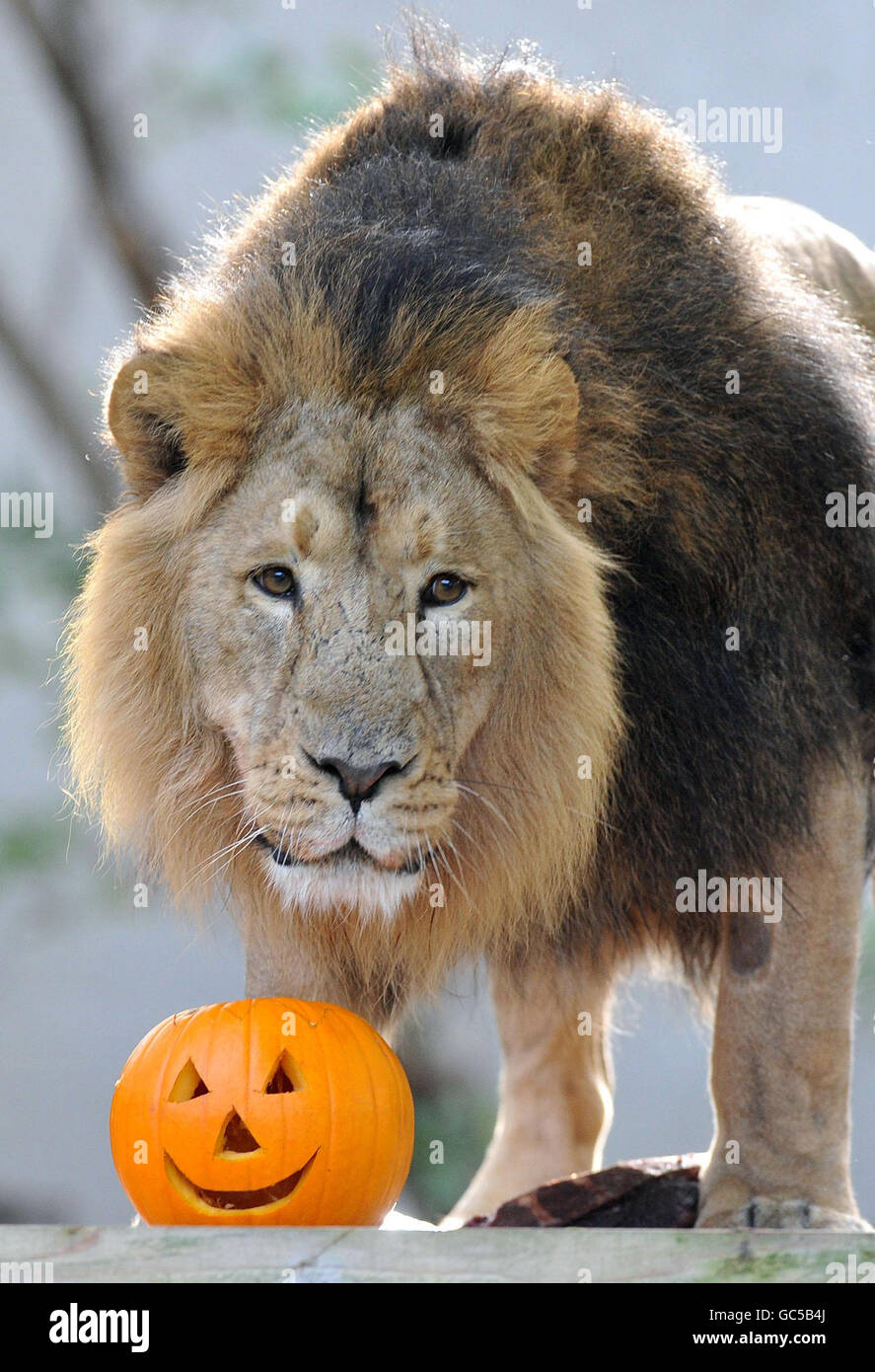 Halloween 2009. Lucifer, un leone asiatico, ispeziona una zucca nel suo recinto dello Zoo di Londra. Foto Stock