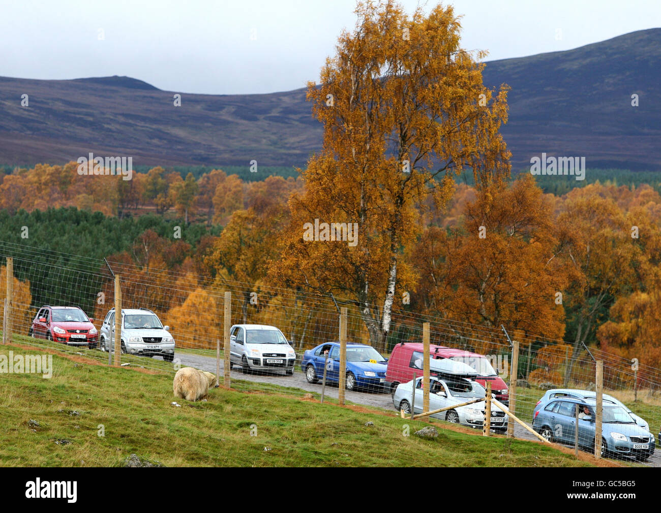 Mercedes, l'unico orso polare del Regno Unito, nel suo nuovo recinto per la sua prima apparizione pubblica dal passaggio dallo zoo di Edimburgo all'Highland Wildlife Park a Kingussie. Foto Stock