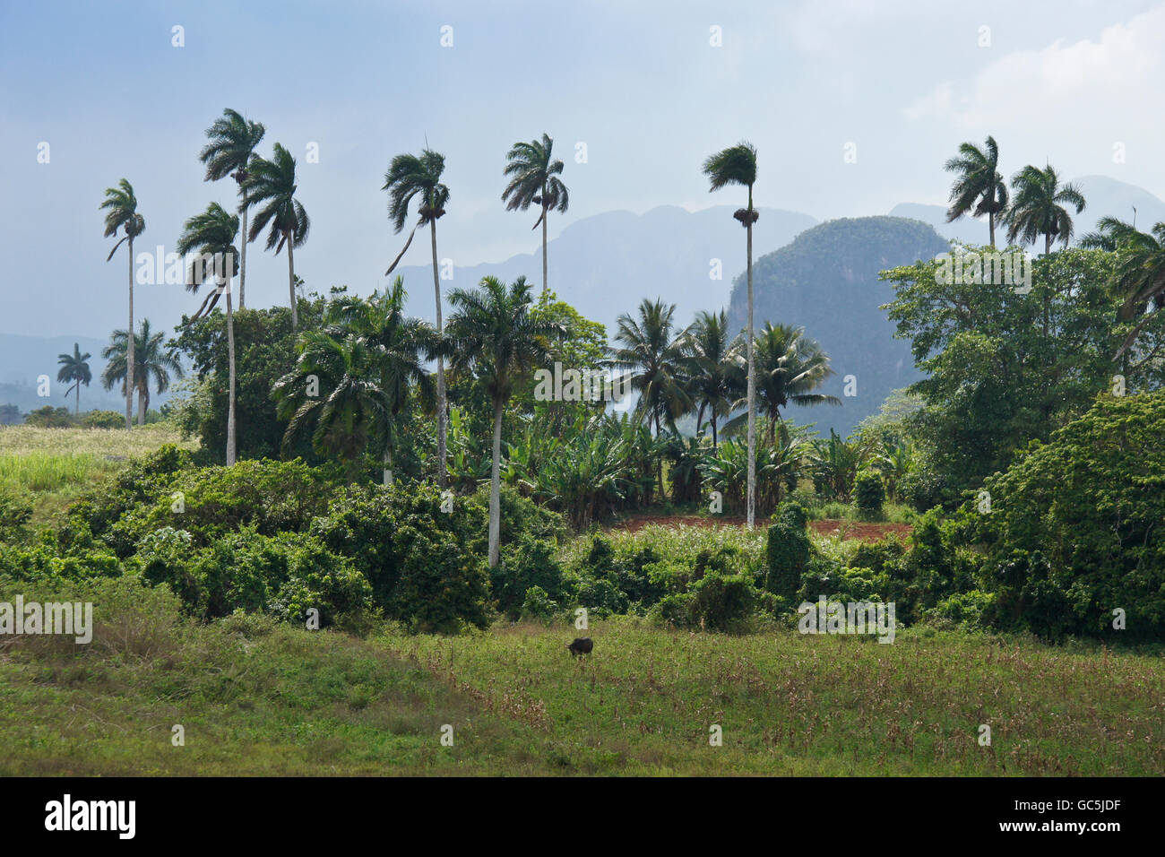 Paesaggio rurale di vegetazione tropicale e mogotes (formazioni carsiche), Pinar del Rio provincia, Cuba Foto Stock