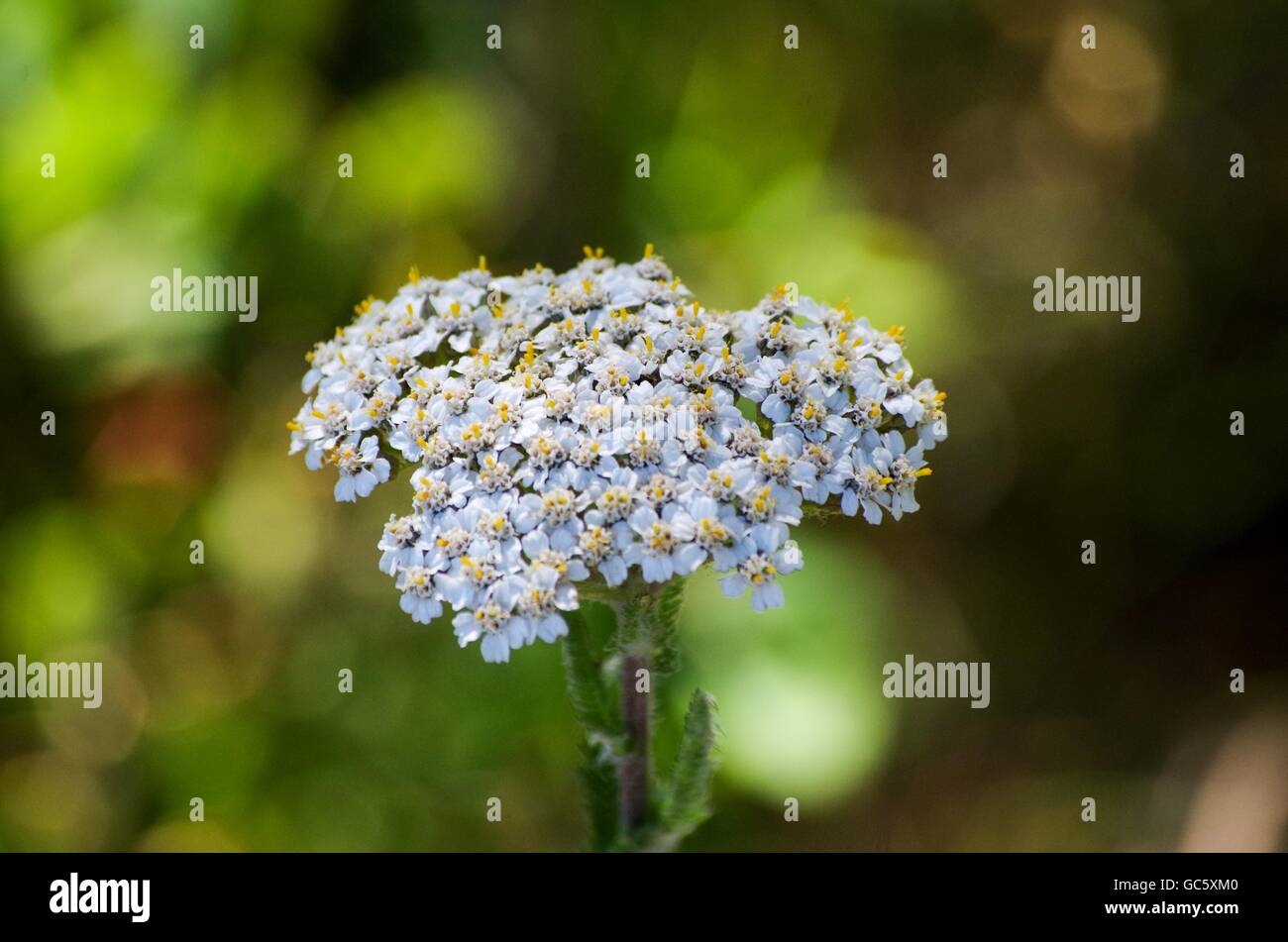 Wild Achillea fiori in Comox Valley, British Columbia, Canada Foto Stock