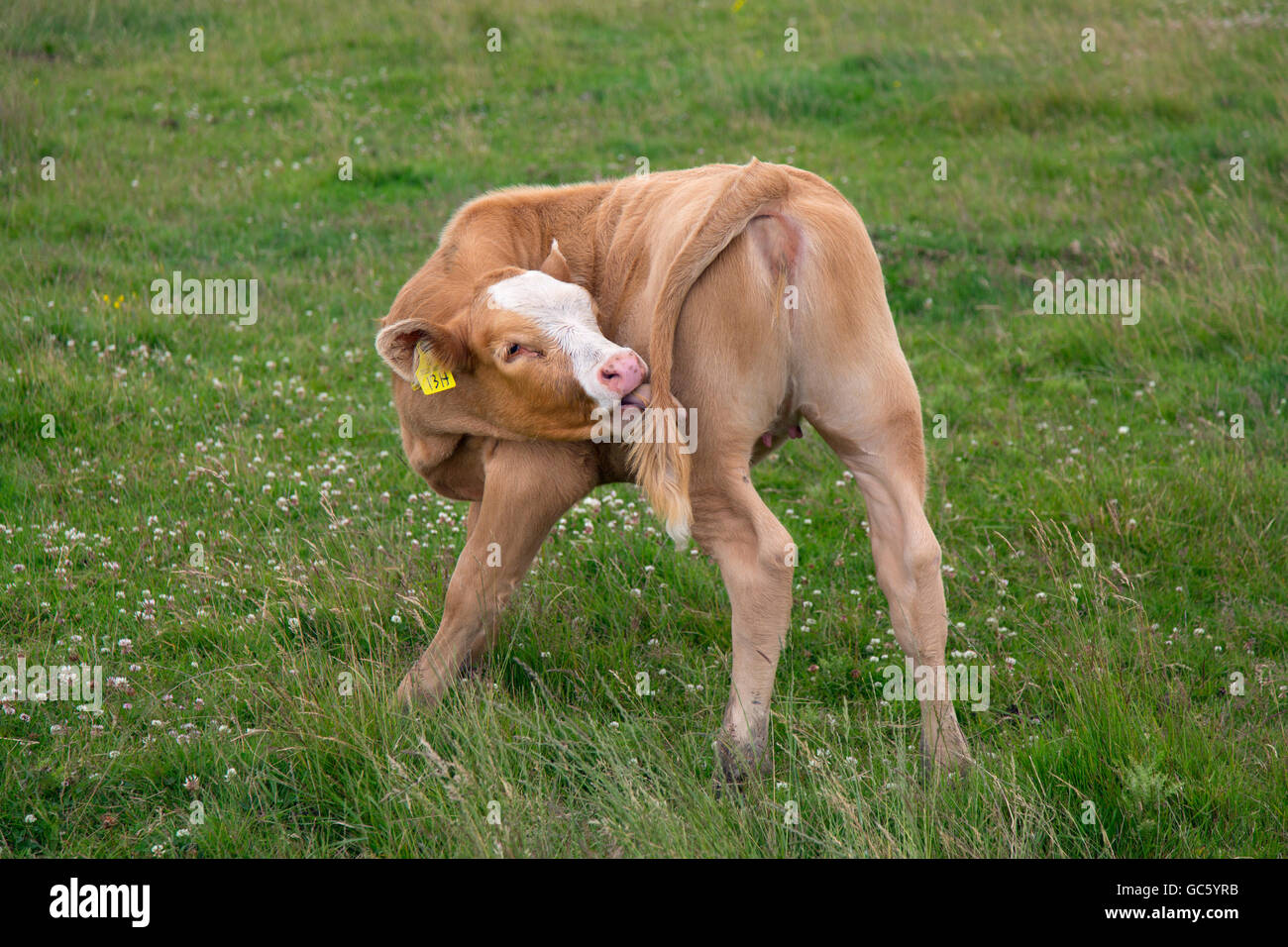 Razza mista vitello carni bovine morde la coda in prati pascolo a pascolo Cley paludi Norfolk Foto Stock