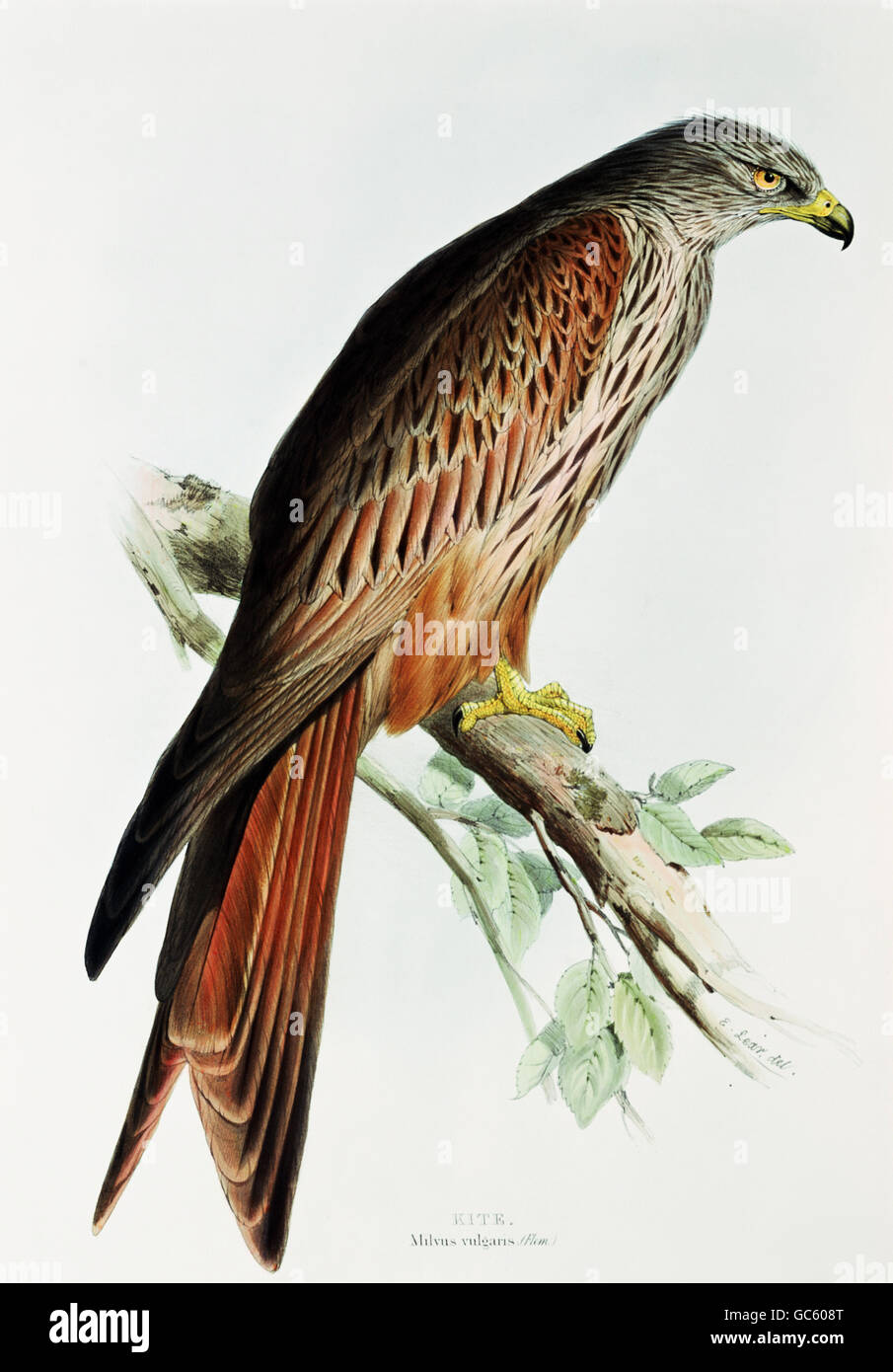 zoologia, uccelli, Red Kite (Milvus milvus), litografia, John Gould 'Birds of Europe', Londra, 1832/1837, collezione privata, , diritti aggiuntivi-clearences-non disponibile Foto Stock