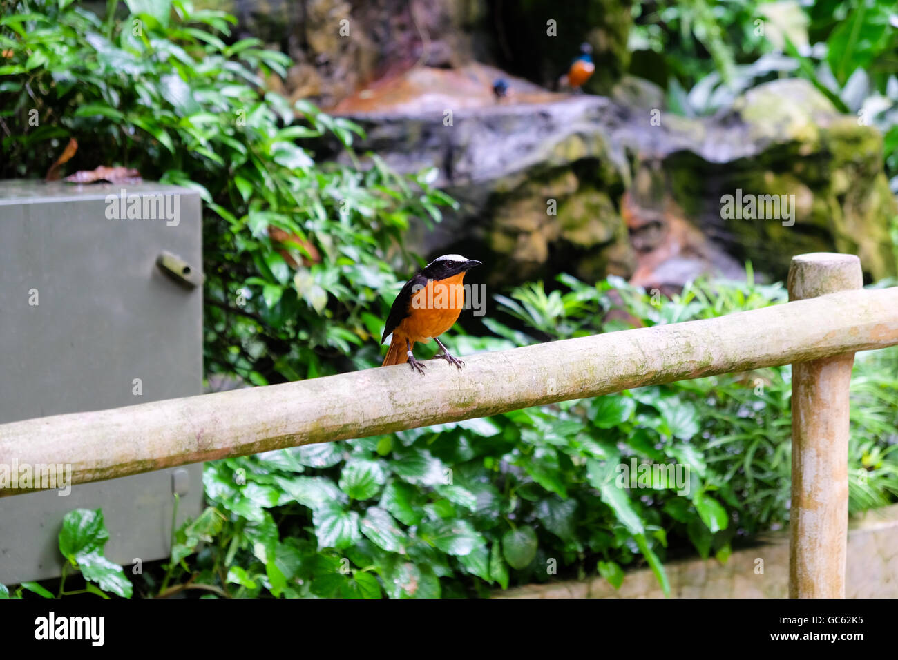 Un africano superbo starling Foto Stock