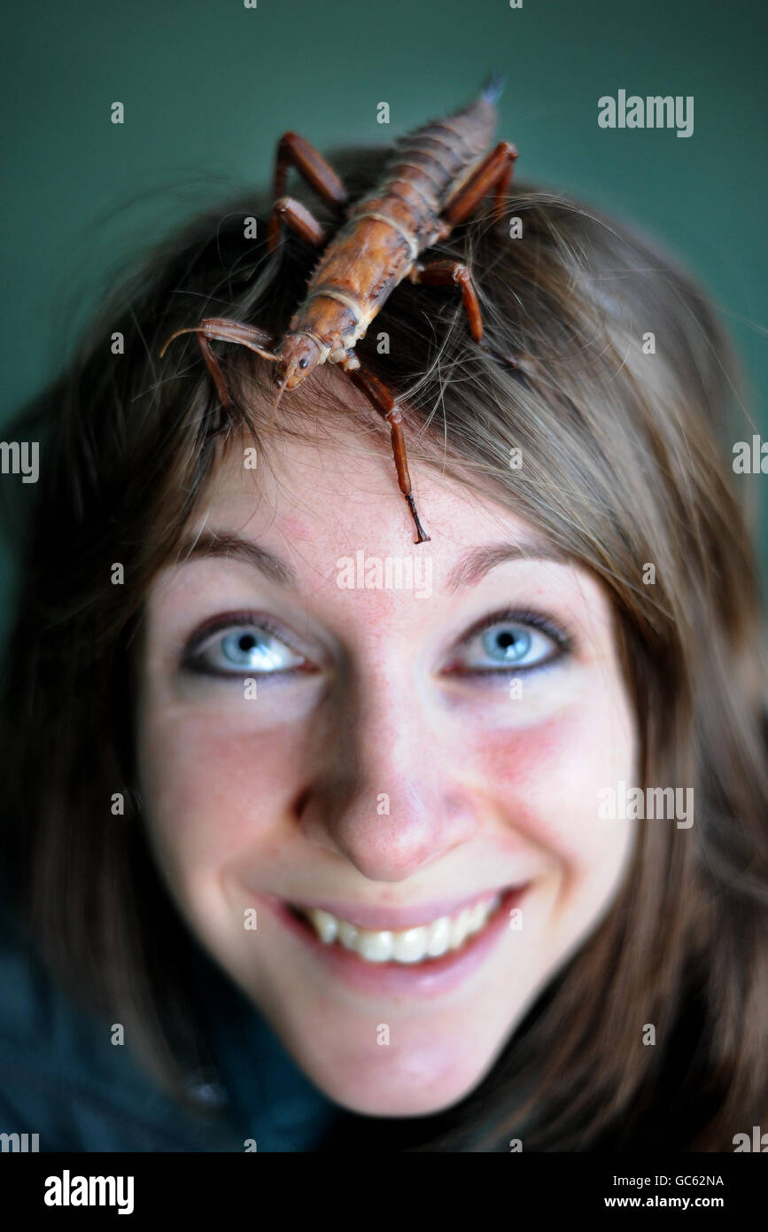 Il guardiano dello zoo Laura Childs si pone con uno Spiny Stick Insect durante la take annuale dello stock presso lo zoo di Londra. Foto Stock