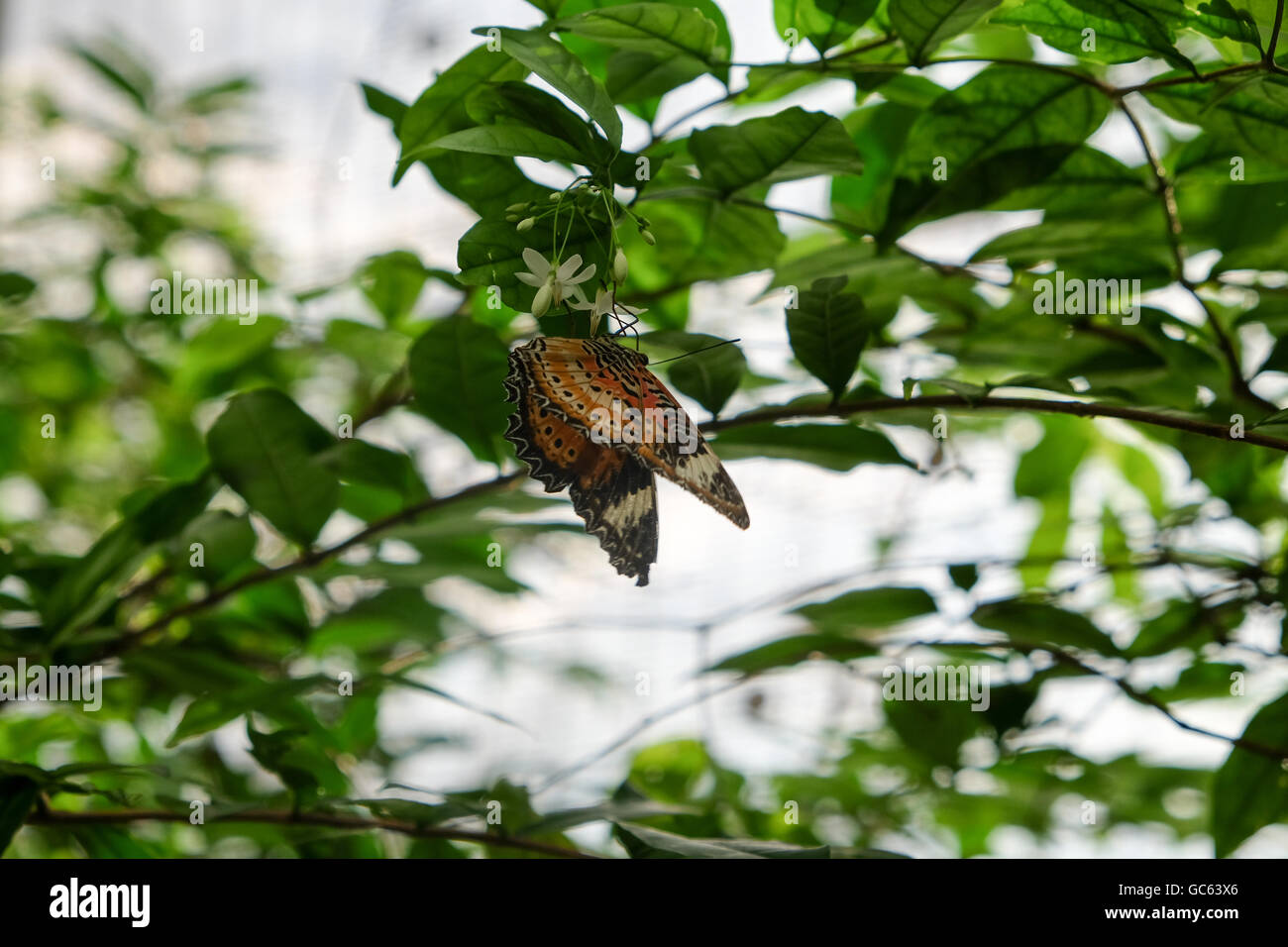 Cethosia farfalla ciana Foto Stock