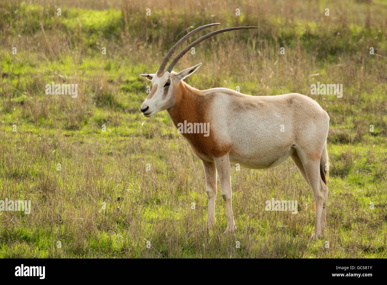 Scimitar-cornuto oryx (Oryx dammah), Wildlife Safari, Winston, Oregon Foto Stock