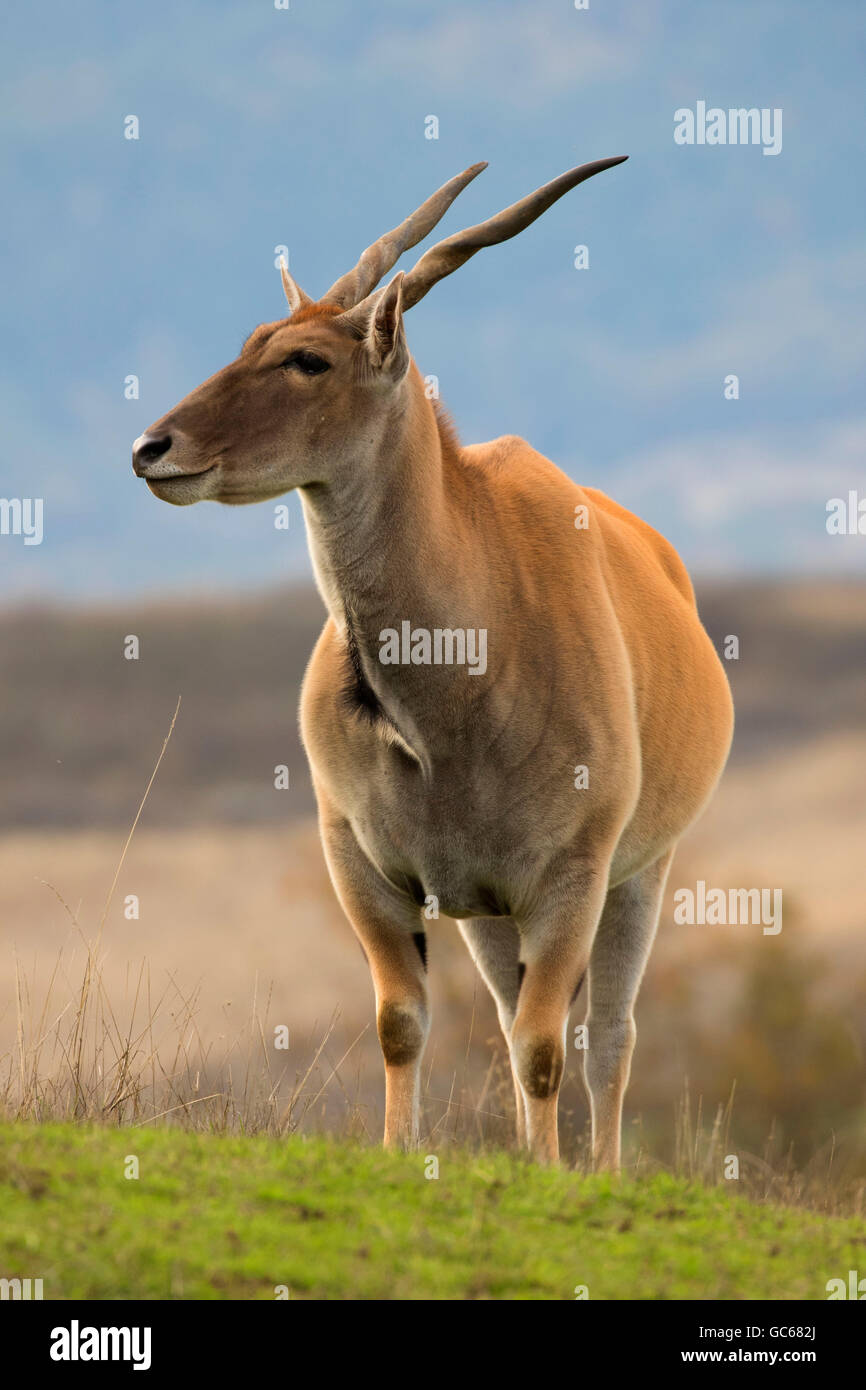 Comune di Cape eland, Wildlife Safari, Winston, Oregon Foto Stock
