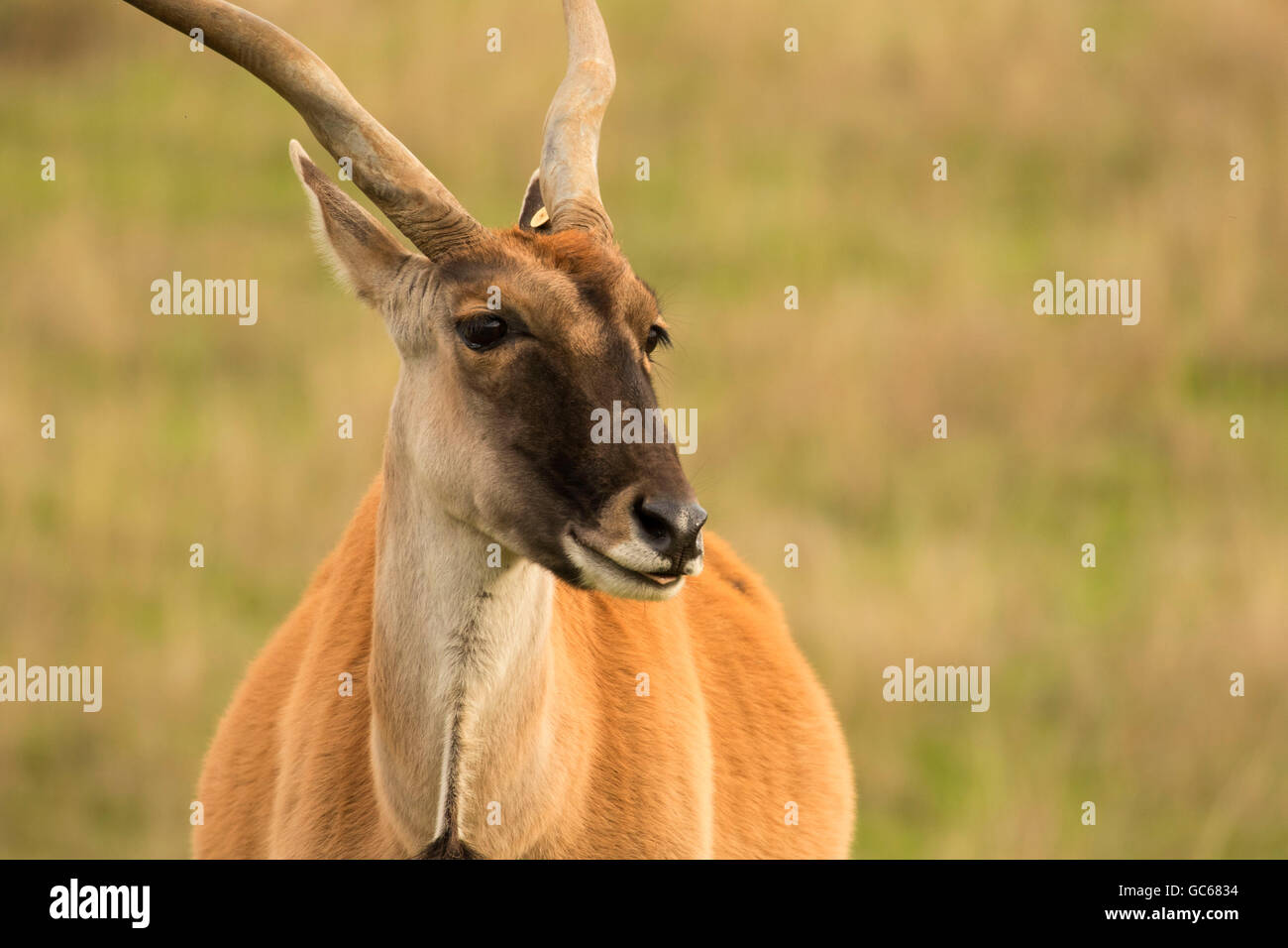 Comune di Cape eland, Wildlife Safari, Winston, Oregon Foto Stock