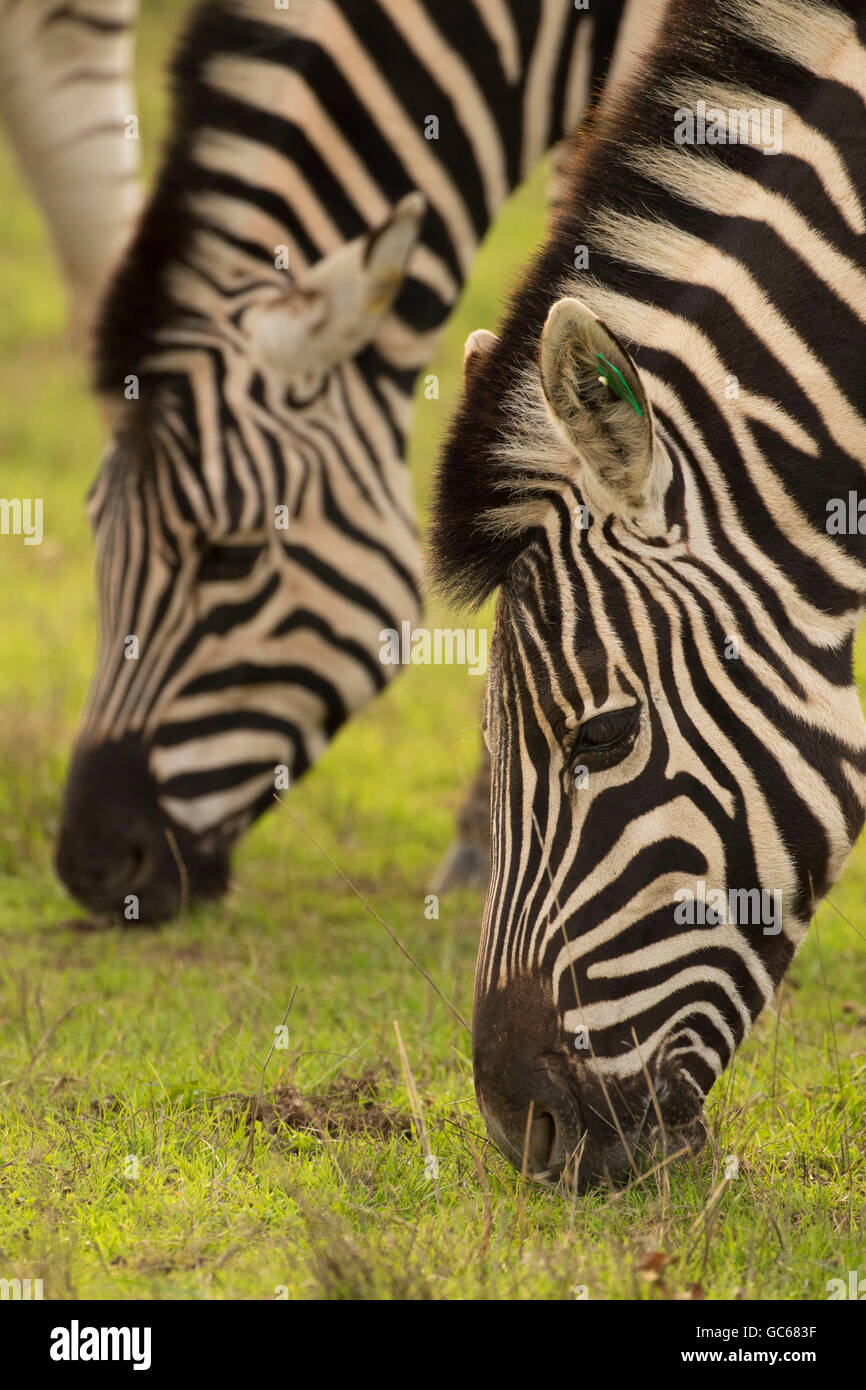 Damara Zebra (Equus burchellii), Wildlife Safari, Winston, Oregon Foto Stock