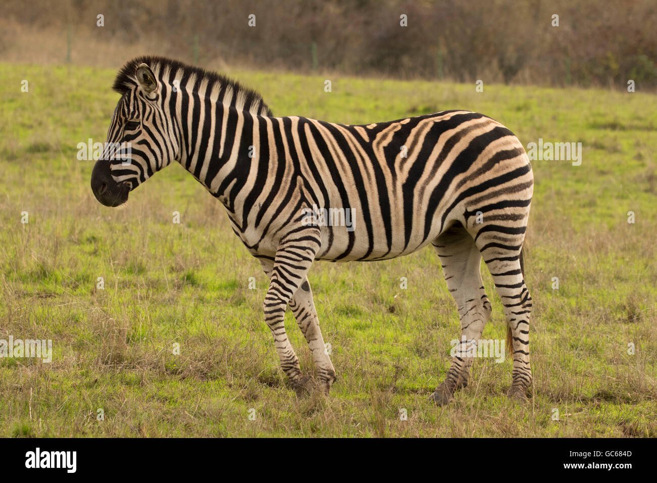 Damara Zebra (Equus burchellii), Wildlife Safari, Winston, Oregon Foto Stock