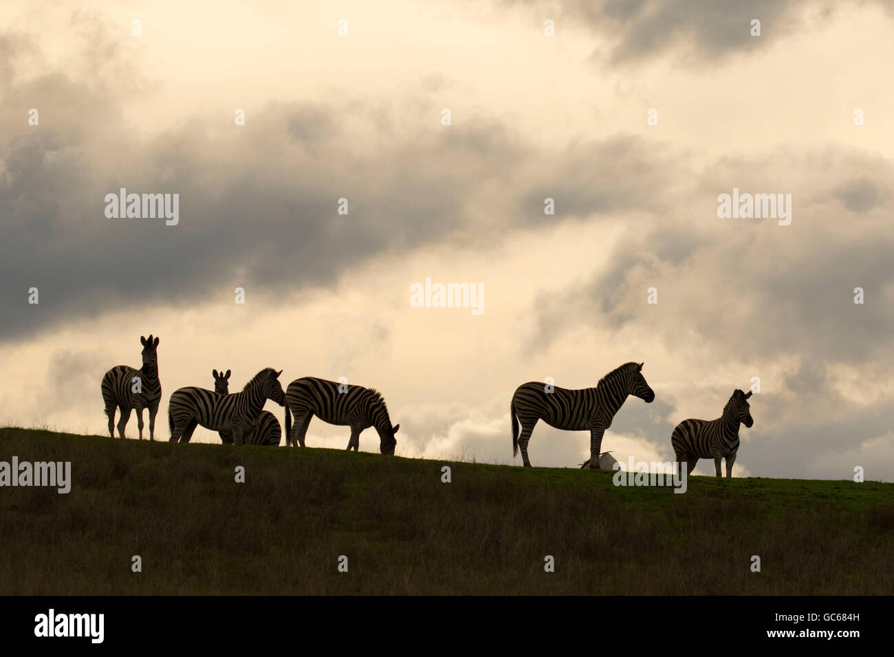Damara Zebra (Equus burchellii), Wildlife Safari, Winston, Oregon Foto Stock