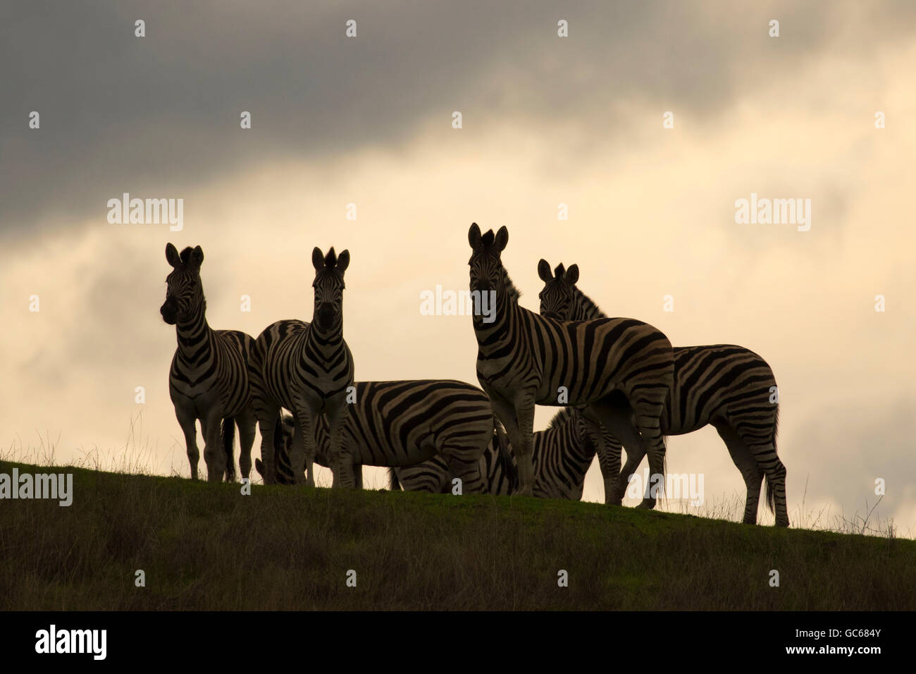 Damara Zebra (Equus burchellii), Wildlife Safari, Winston, Oregon Foto Stock