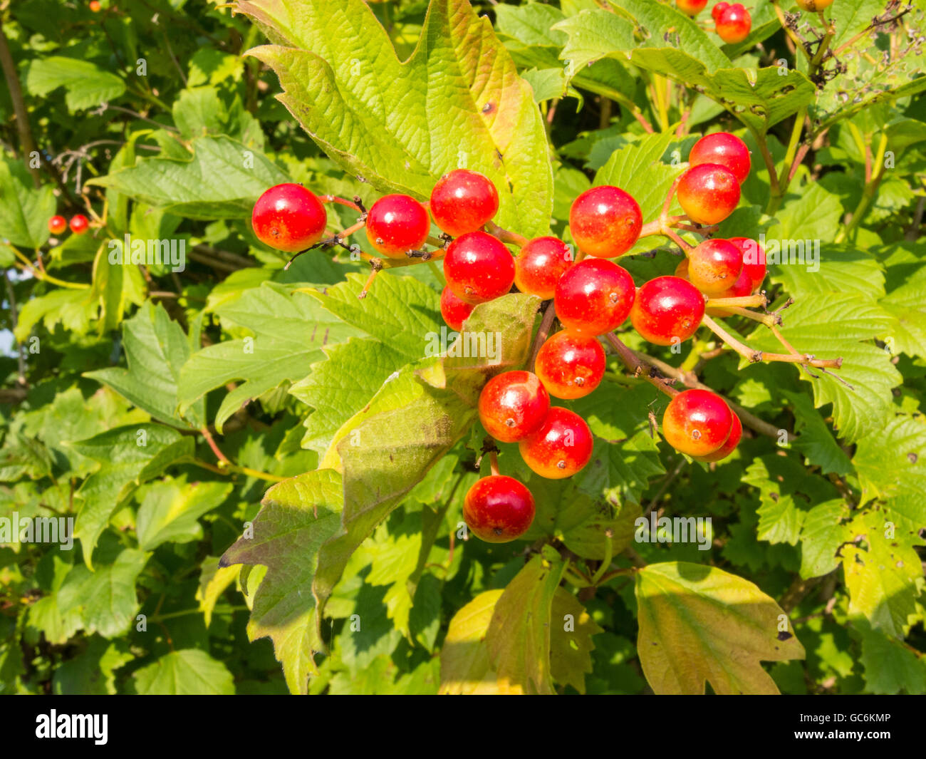 Unione Cranberrybush, Viburnum opulus, con pietra rossa frutta Foto Stock