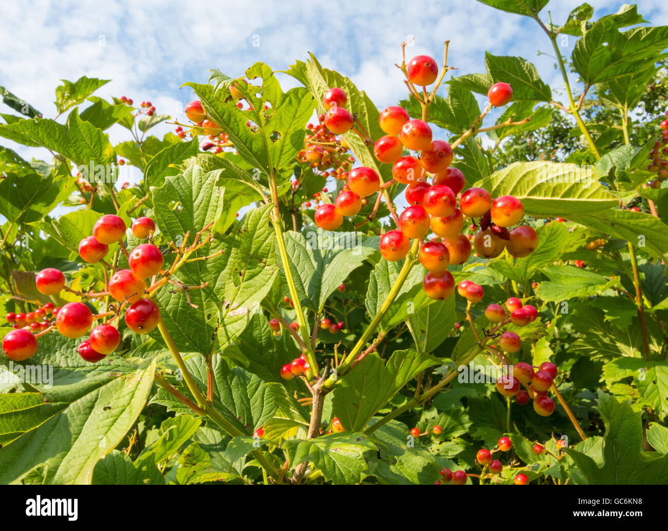 Unione Cranberrybush, Viburnum opulus, con pietra rossa frutta Foto Stock