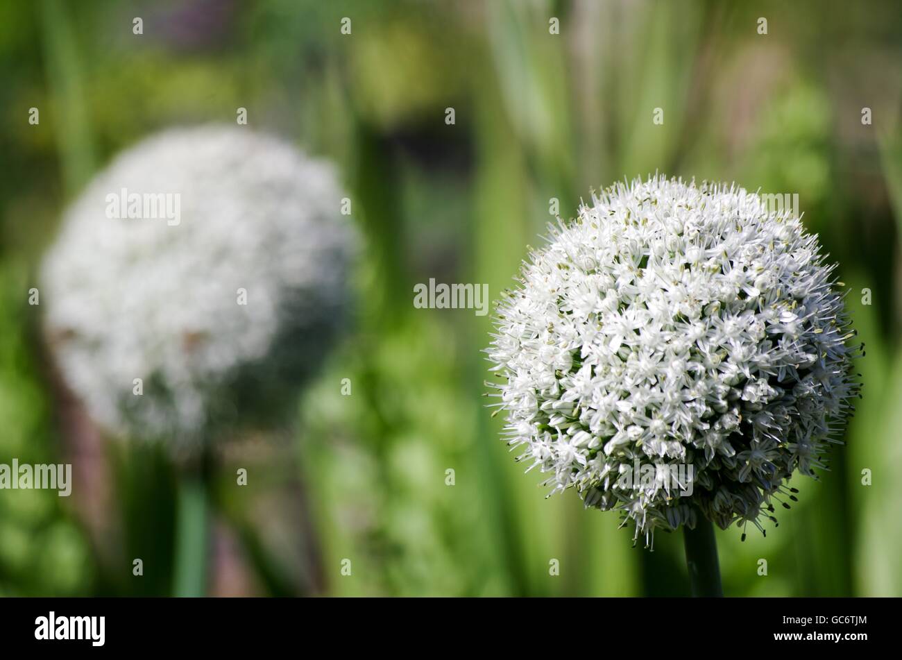 Fiore rotondo bianco immagini e fotografie stock ad alta risoluzione - Alamy