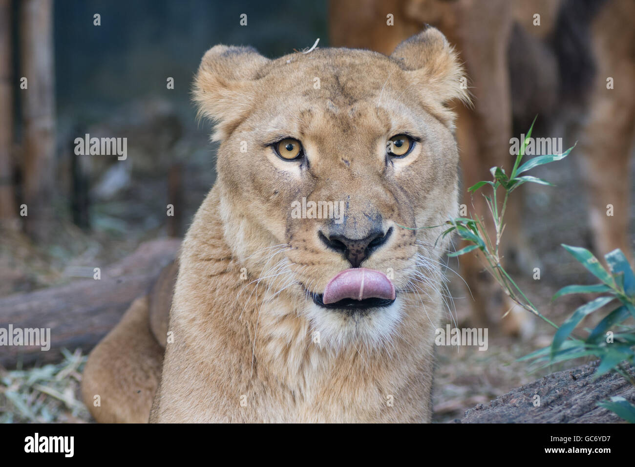 Una leonessa leccare il suo naso Foto Stock